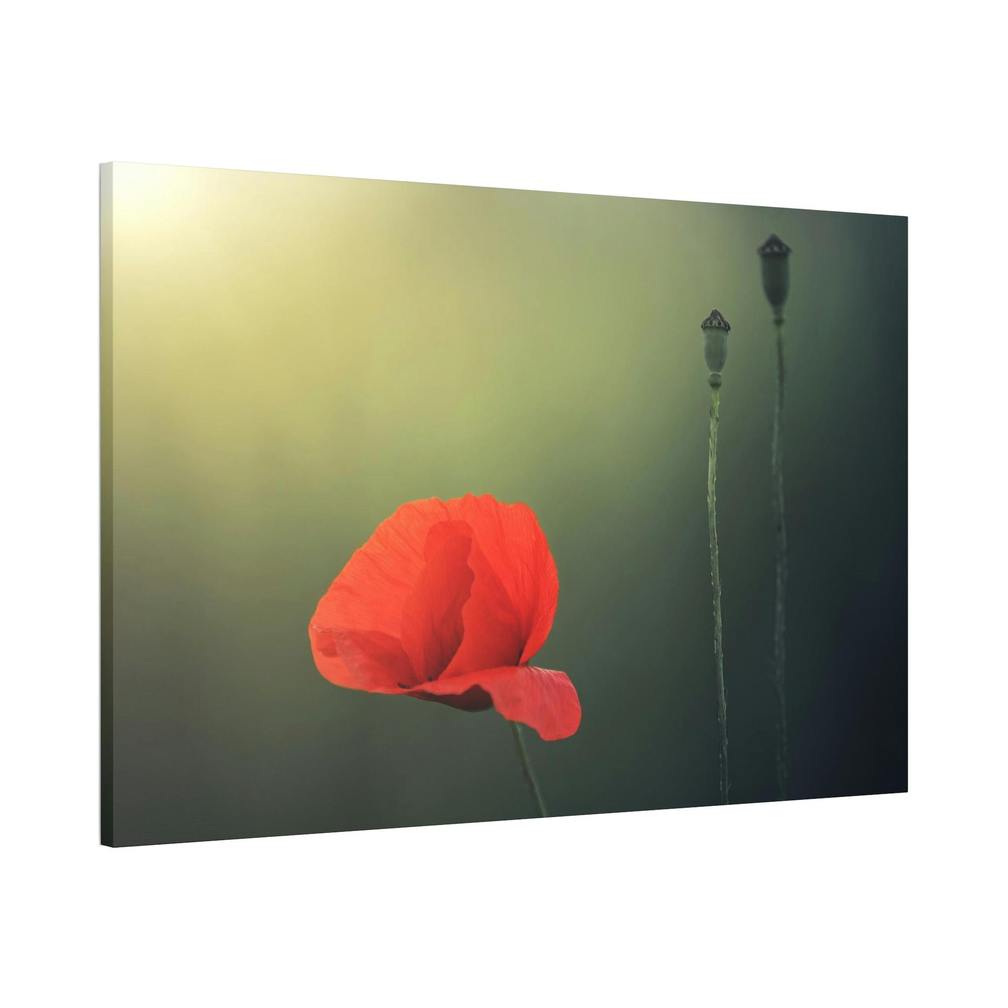 Poppies Pure and Simple: A Painting of a White Poppy as a Symbol of Purity