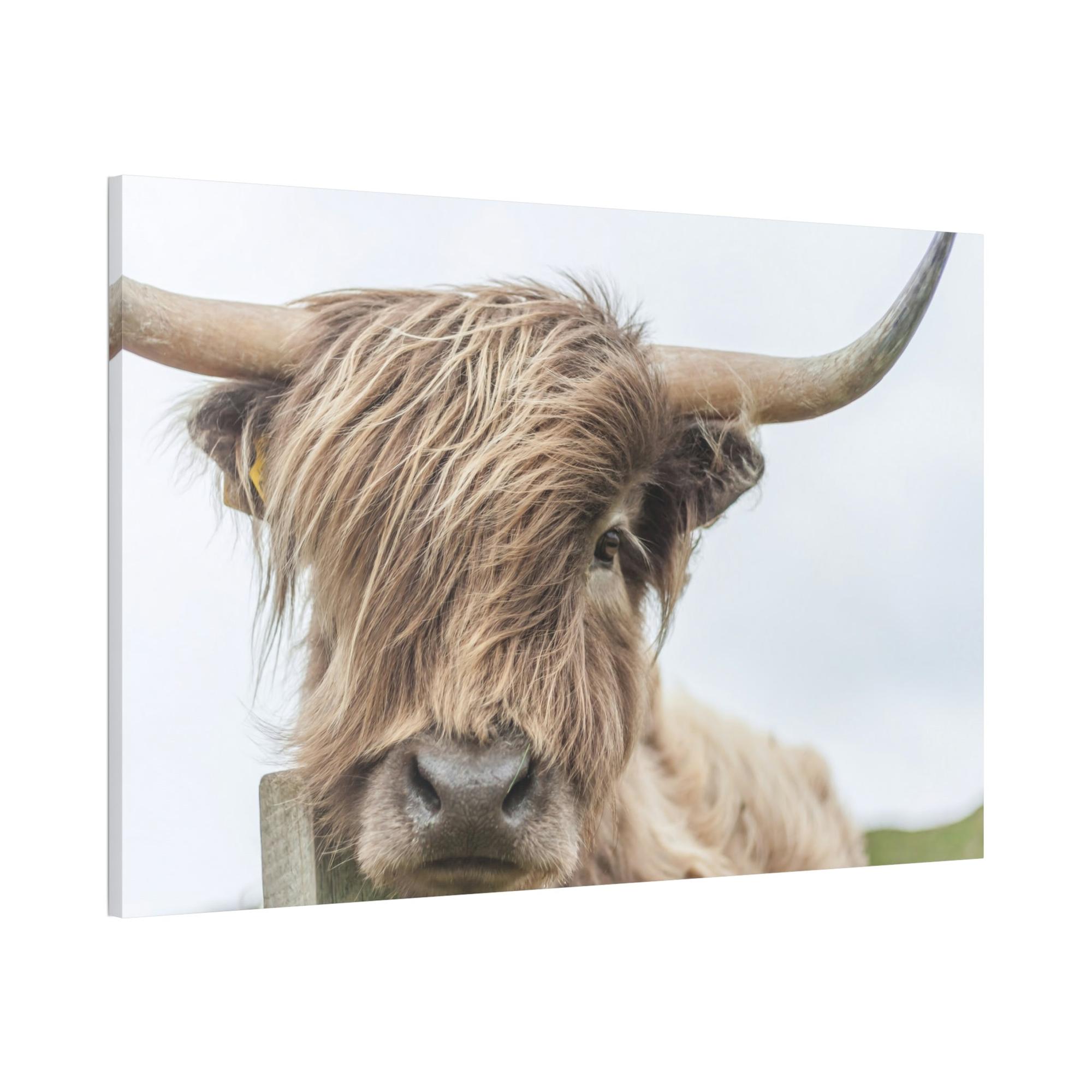 Highland Cow Wilderness Wonder: Wall Art on Canvas of a Majestic Highland Cow in the Wild