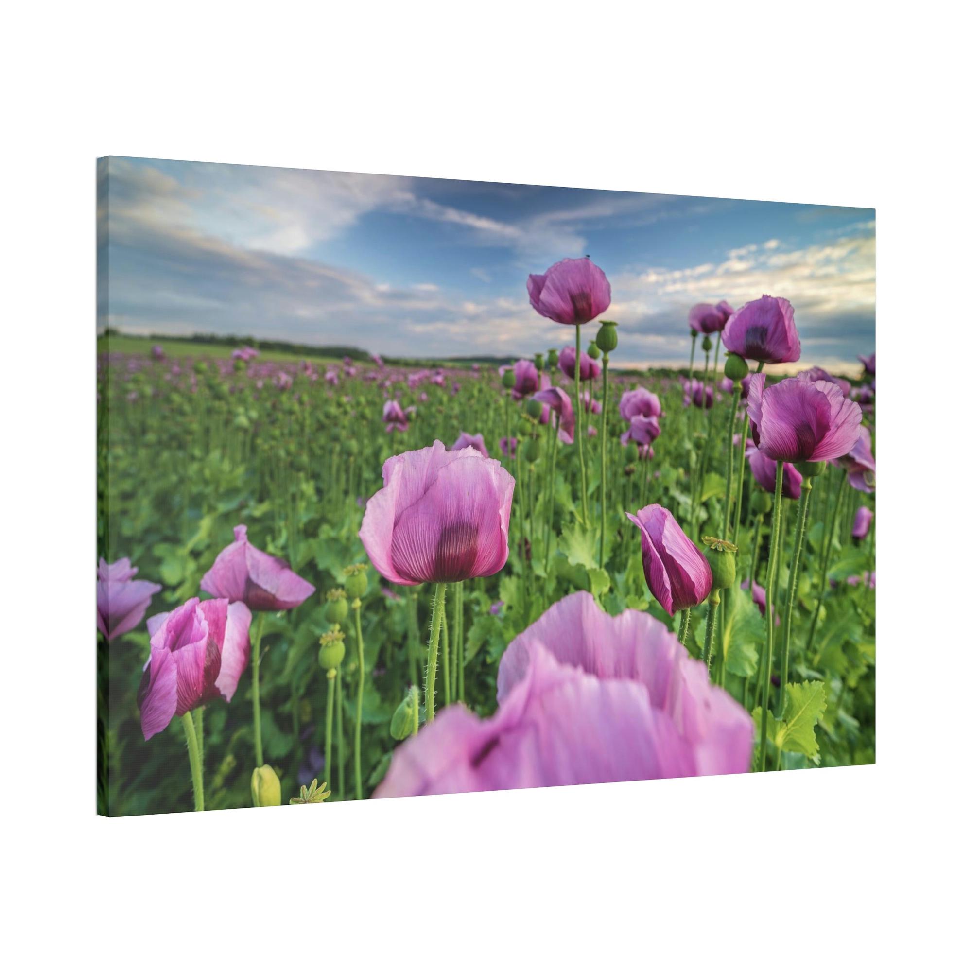 Poppies Poppy Perfection: A Painting of Poppies as a Symbol of Perfection