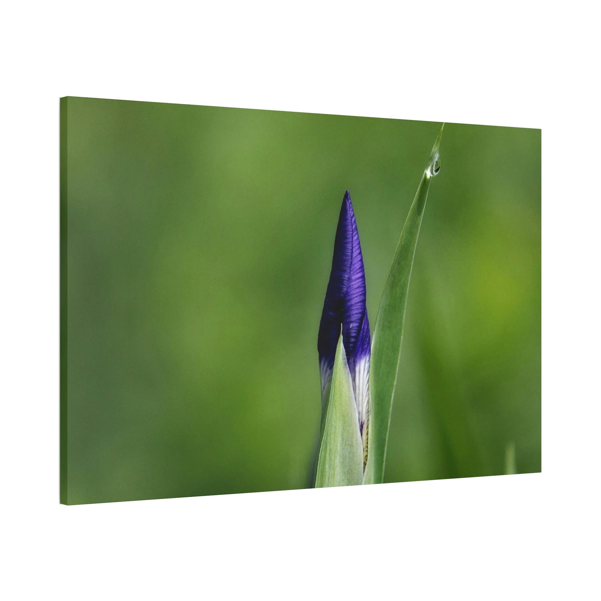 Irises Irise in Bloom: A Canvas of Melodic Petals and Fragrances
