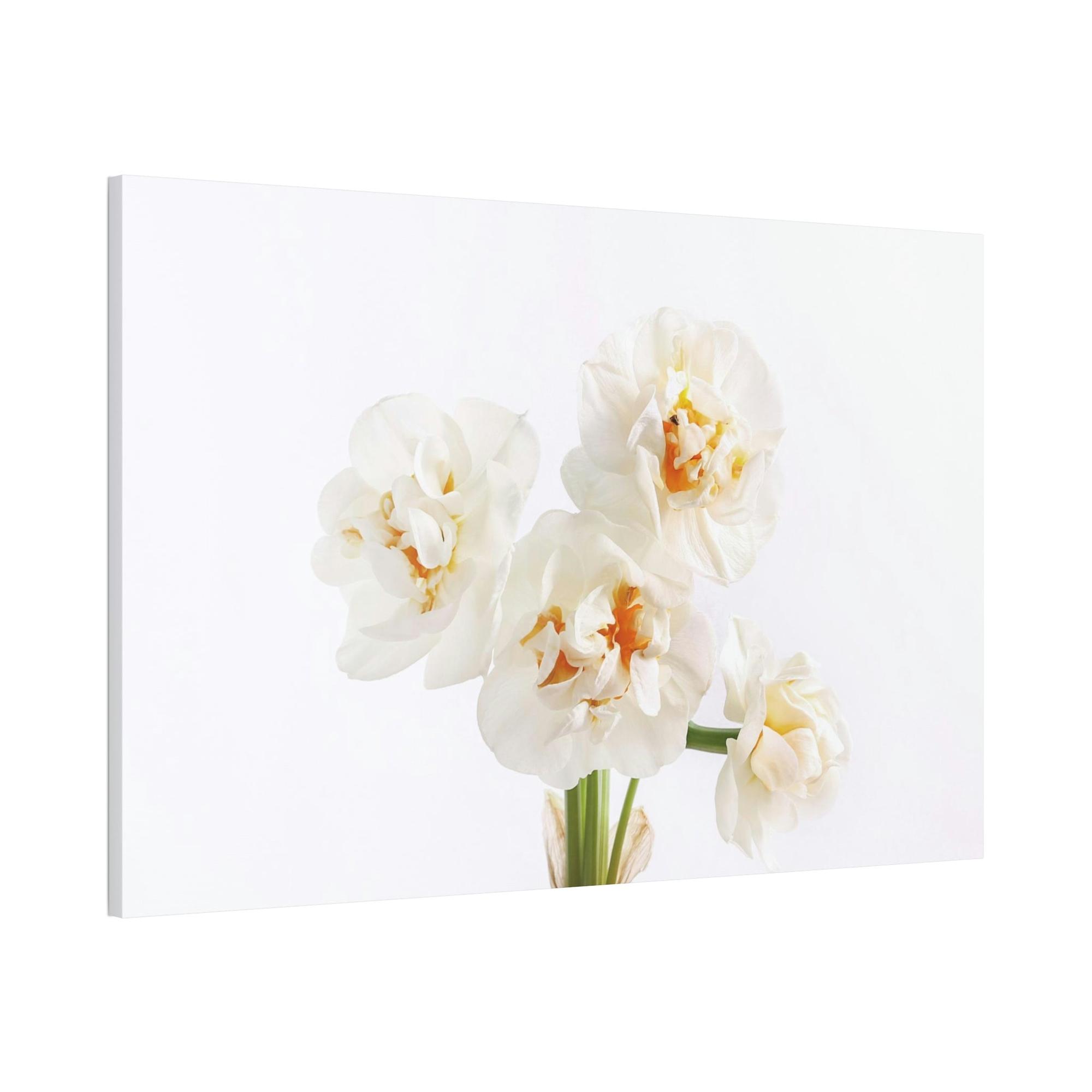Daffodils Daffodil Harmony: A Peaceful Palette