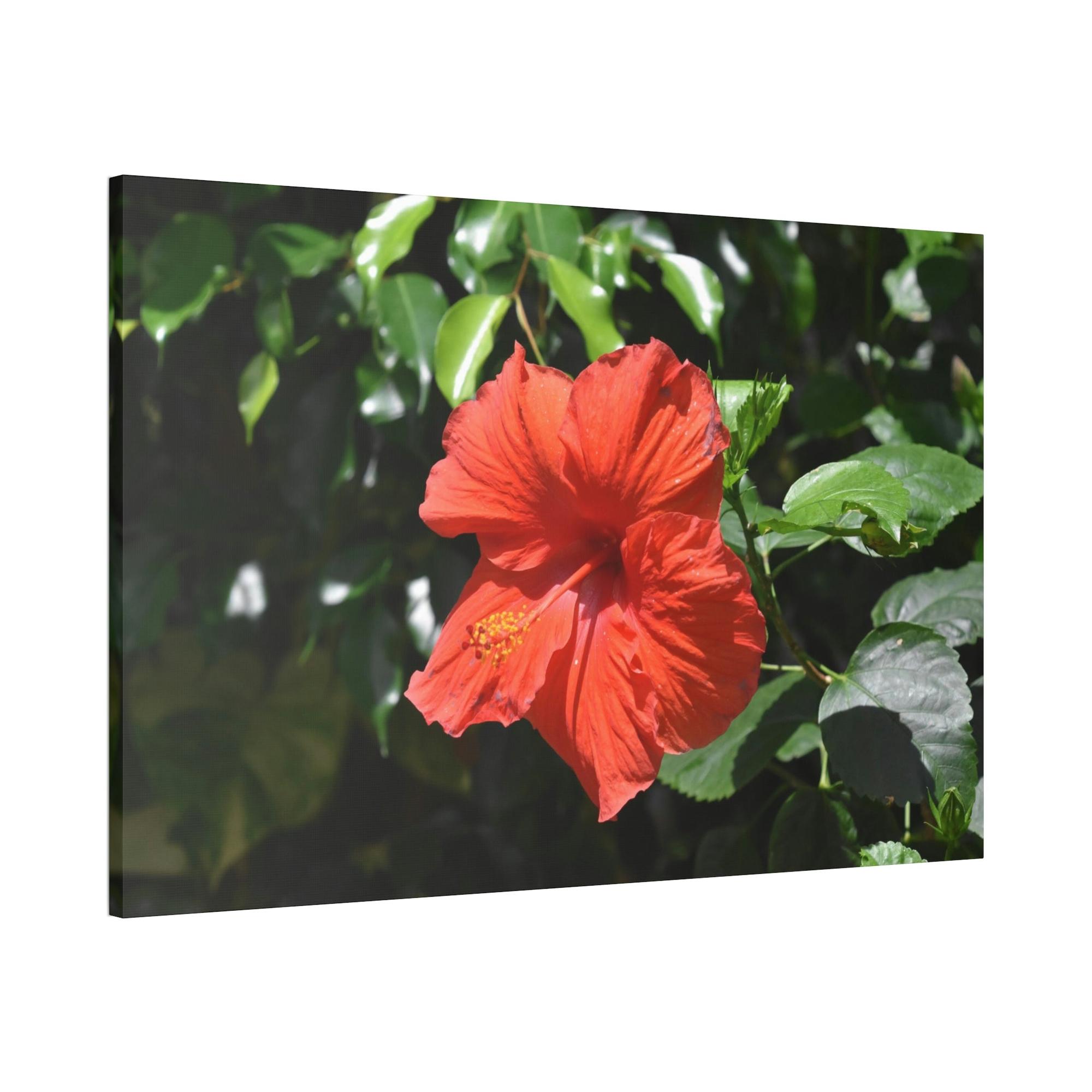 Hibiscuses The Charismatic Hibiscuses: A Vivid Showcase of Nature's Grace and Elegance