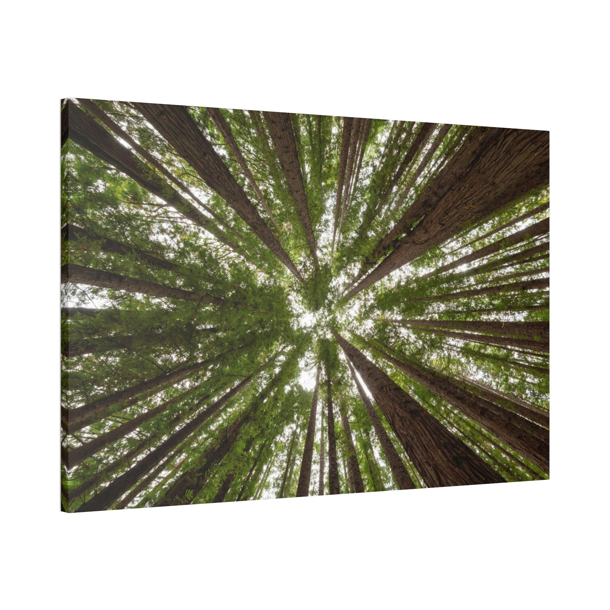 Forest Trees Through the Trees: A Forest Adventure