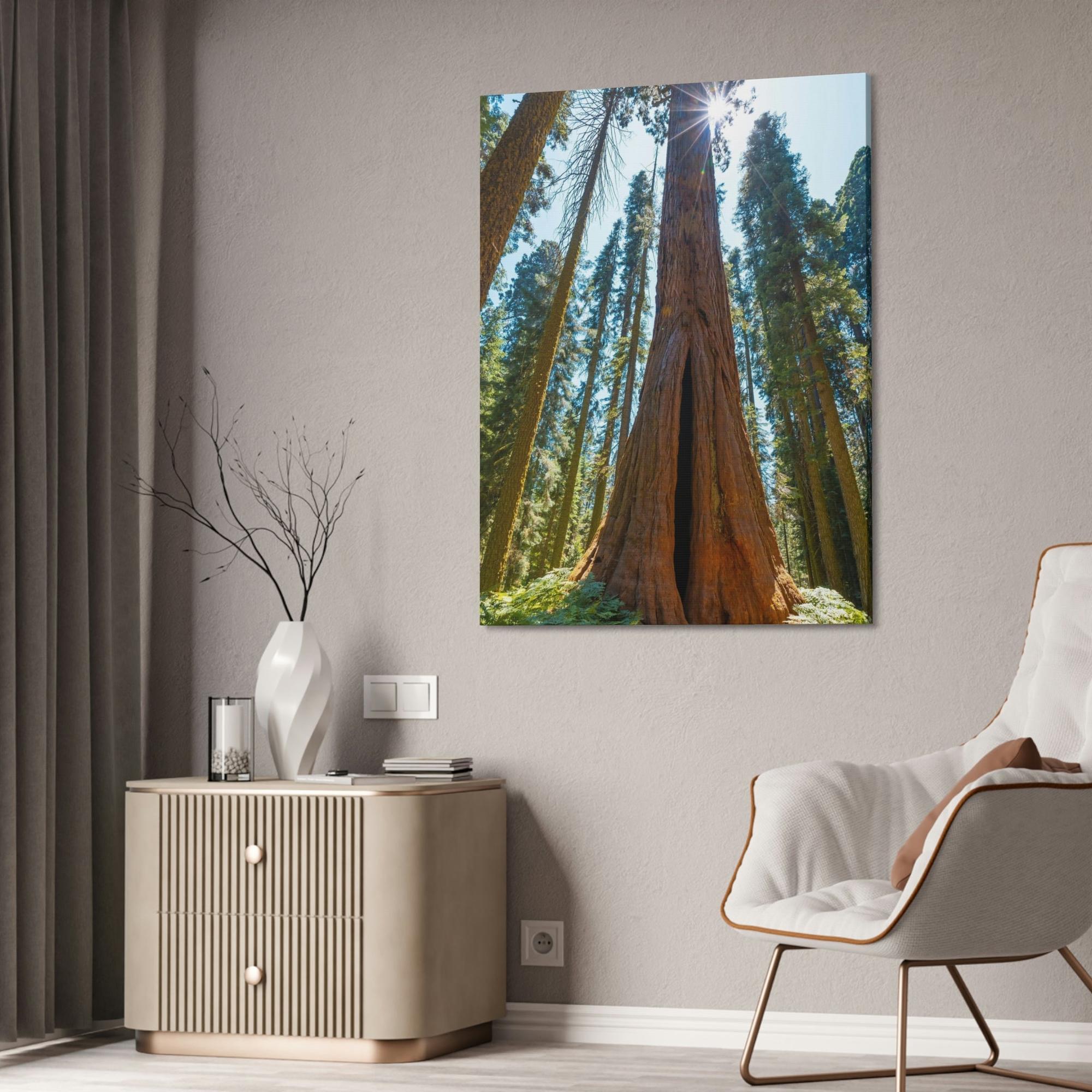 Redwood Trees Whispers from the Forest: Redwood Trees