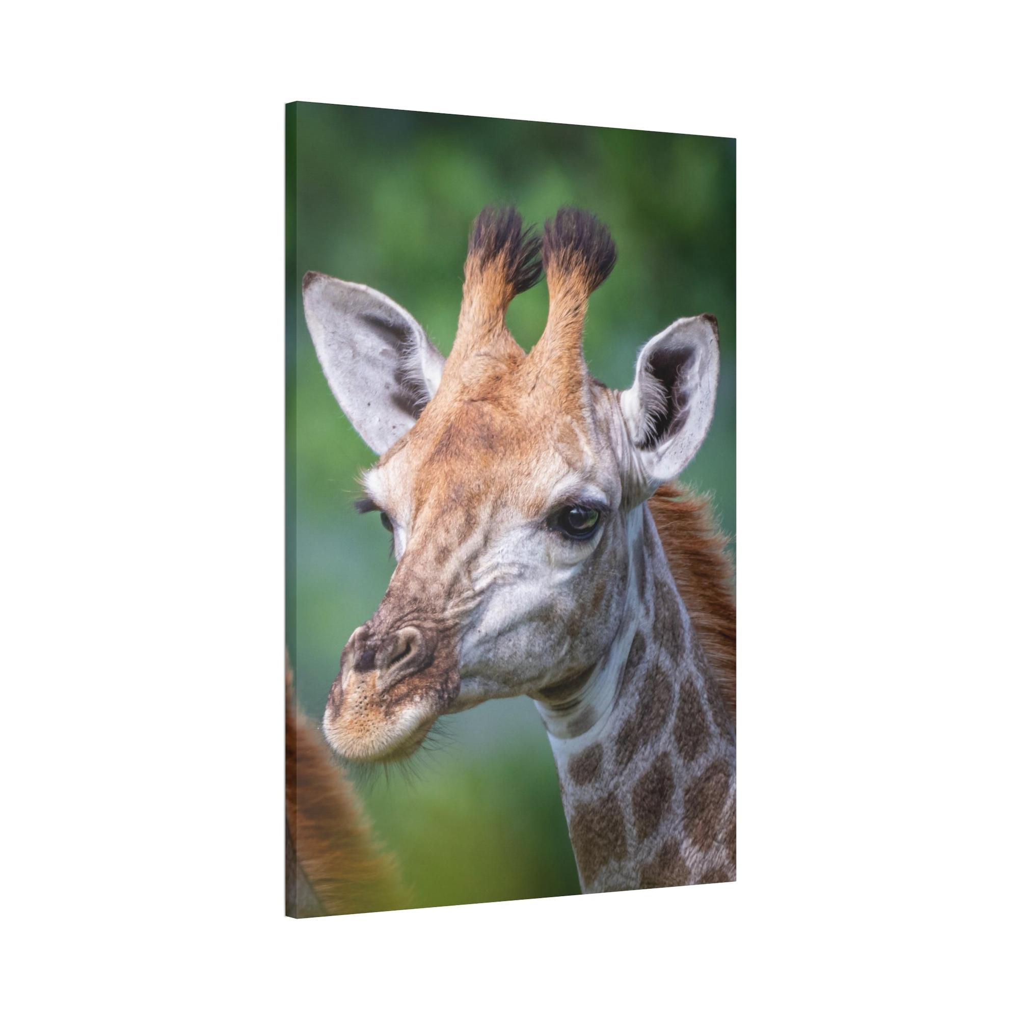 Giraffes Regal Beauty: A High-Quality Canvas Print of a Giraffe's Elegance