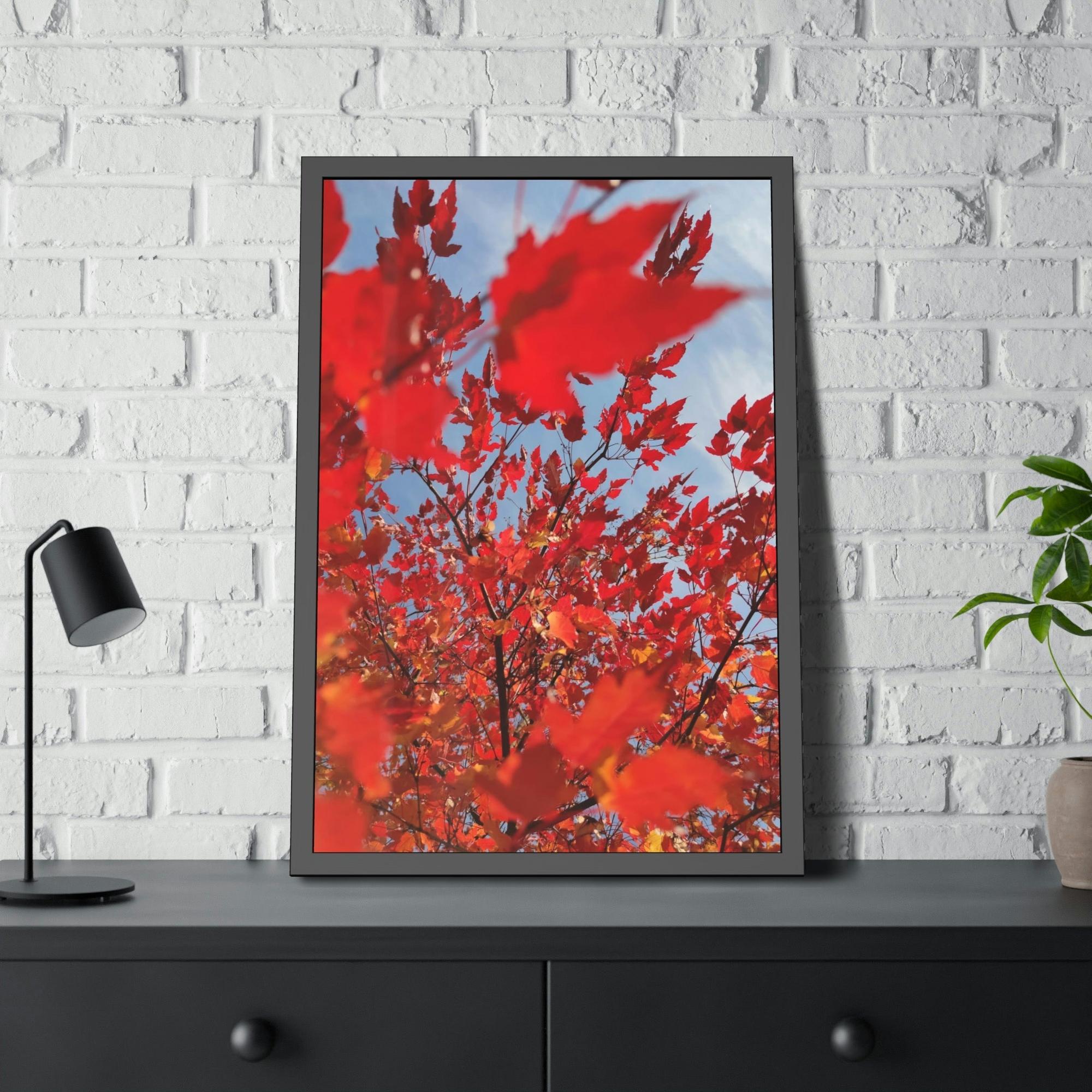Maple Trees Autumn's Glow: Maple Trees in Bloom