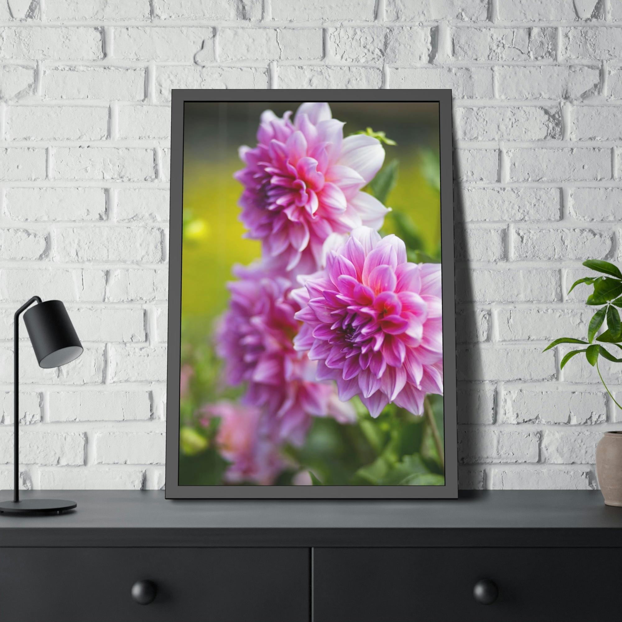 Dahlias Elegant Blooms: A Framed Canvas of Beautiful Dahlia Blossoms