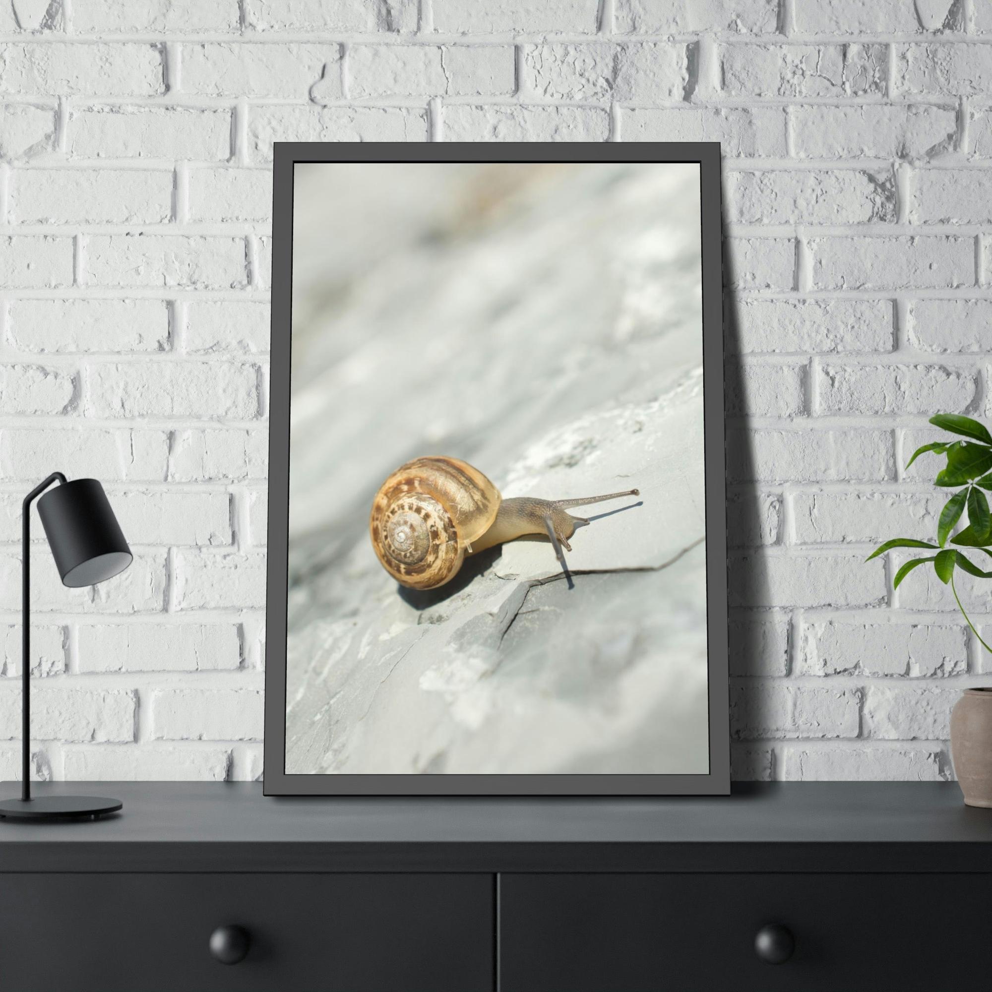 Snails A Snail's World: Life in Slow Motion