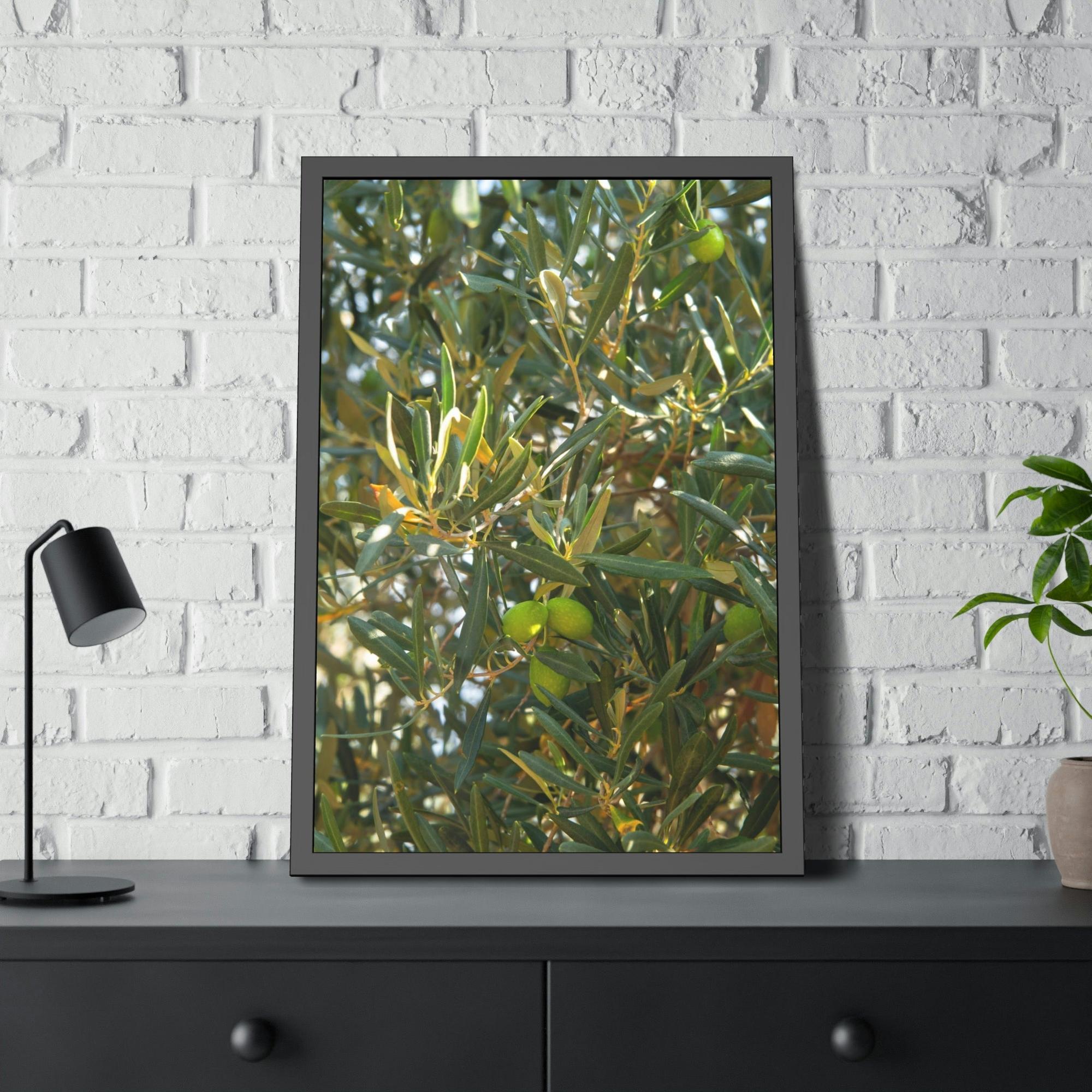 Olive Trees Mediterranean Groves: A Lush and Vibrant Ode to the Olive Trees of the South