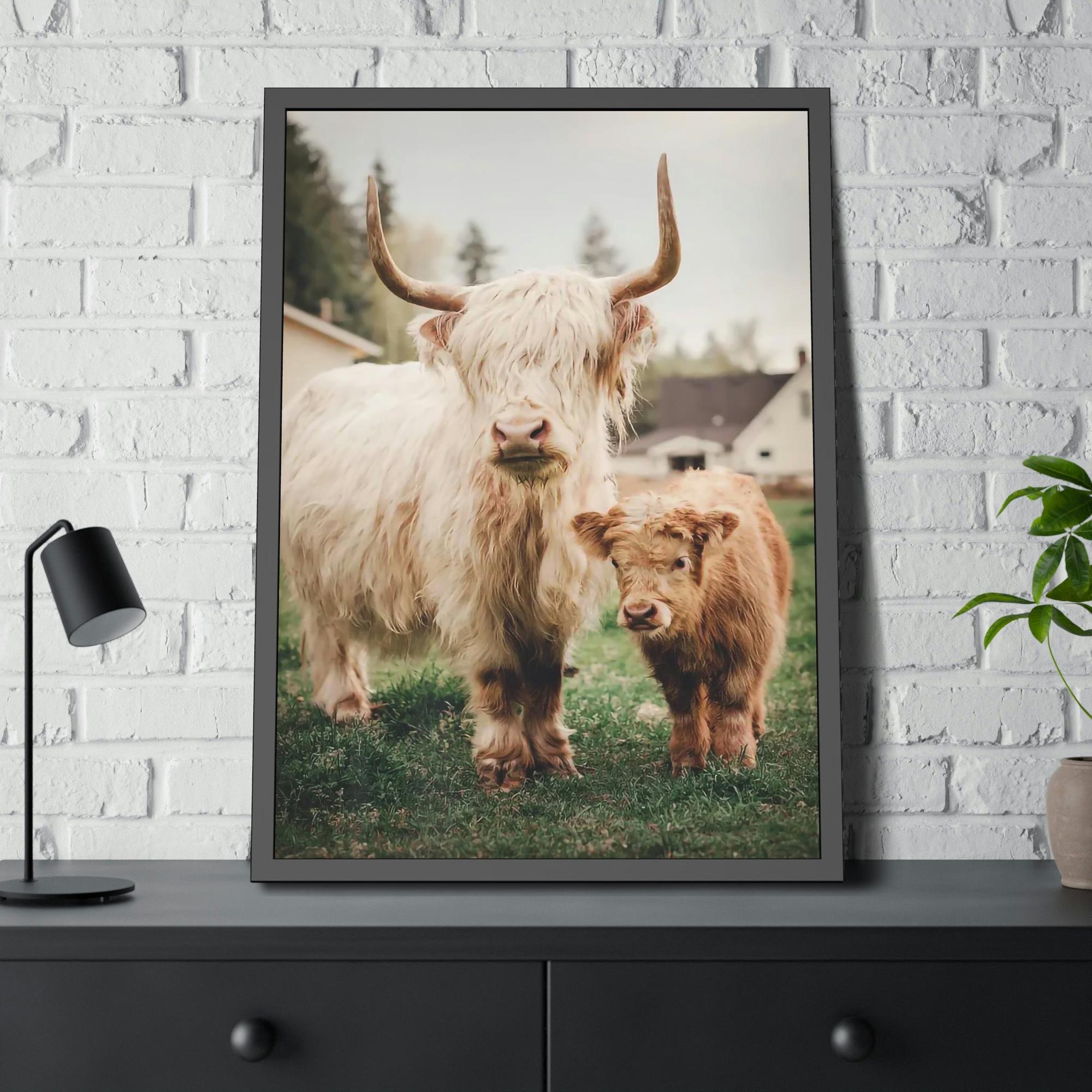 Highland Cow Highland Cow | White & Brown Highland Cows | Marvelous — Pixoram