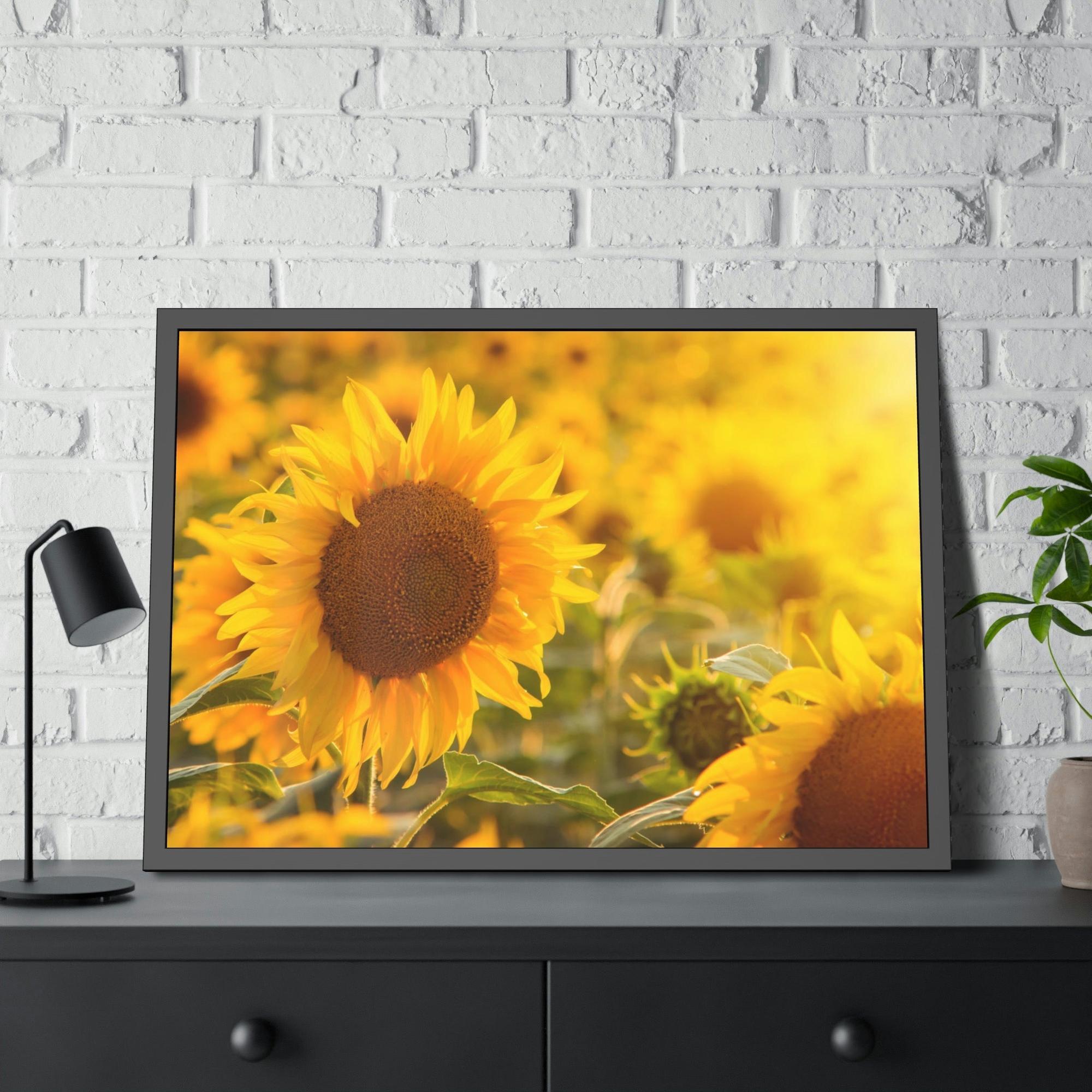 Sunflowers Golden Blooms: A Vibrant Ode to the Beauty of Sunflowers