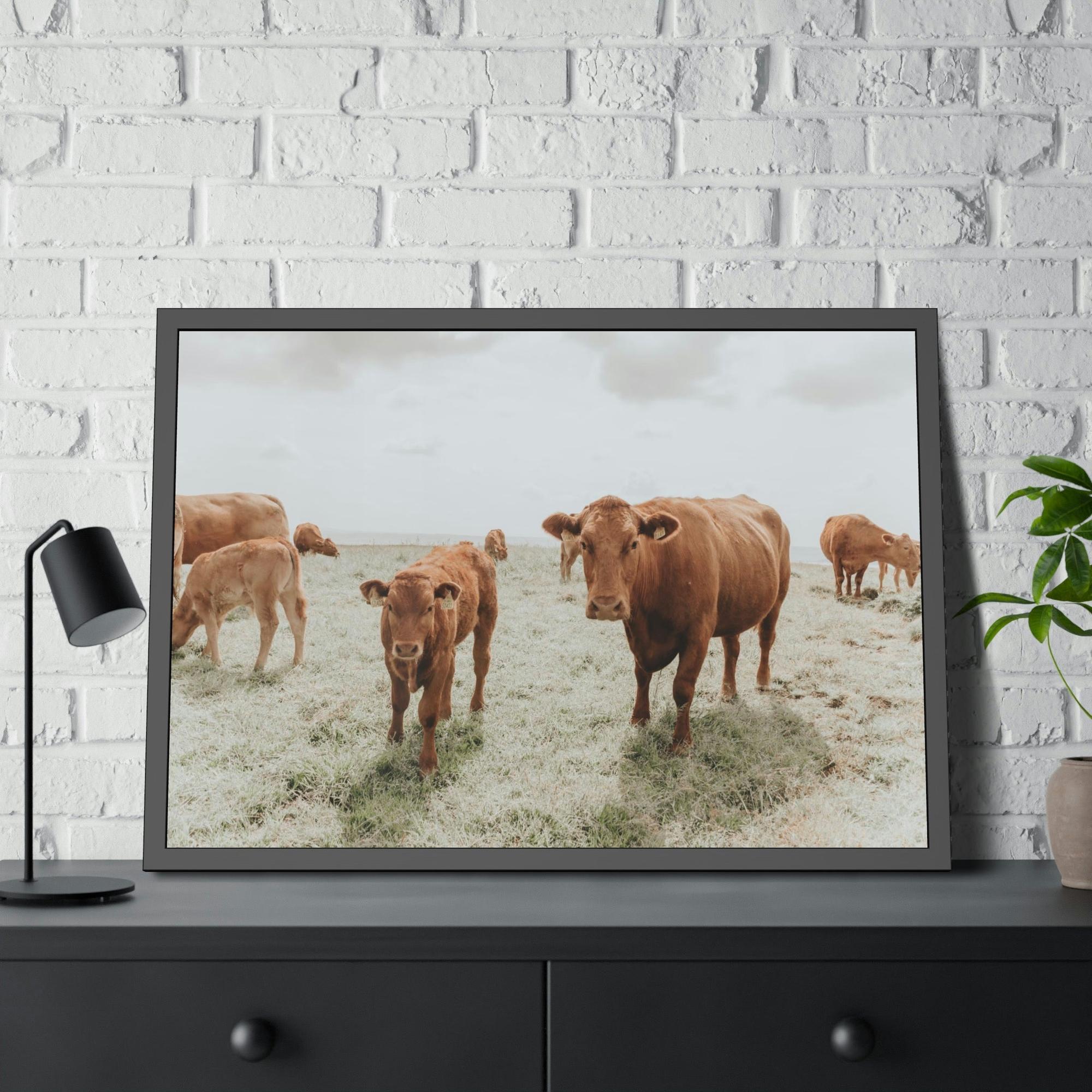 Cows Peaceful Pasture: Framed Canvas & Posters Print of Cow Grazing