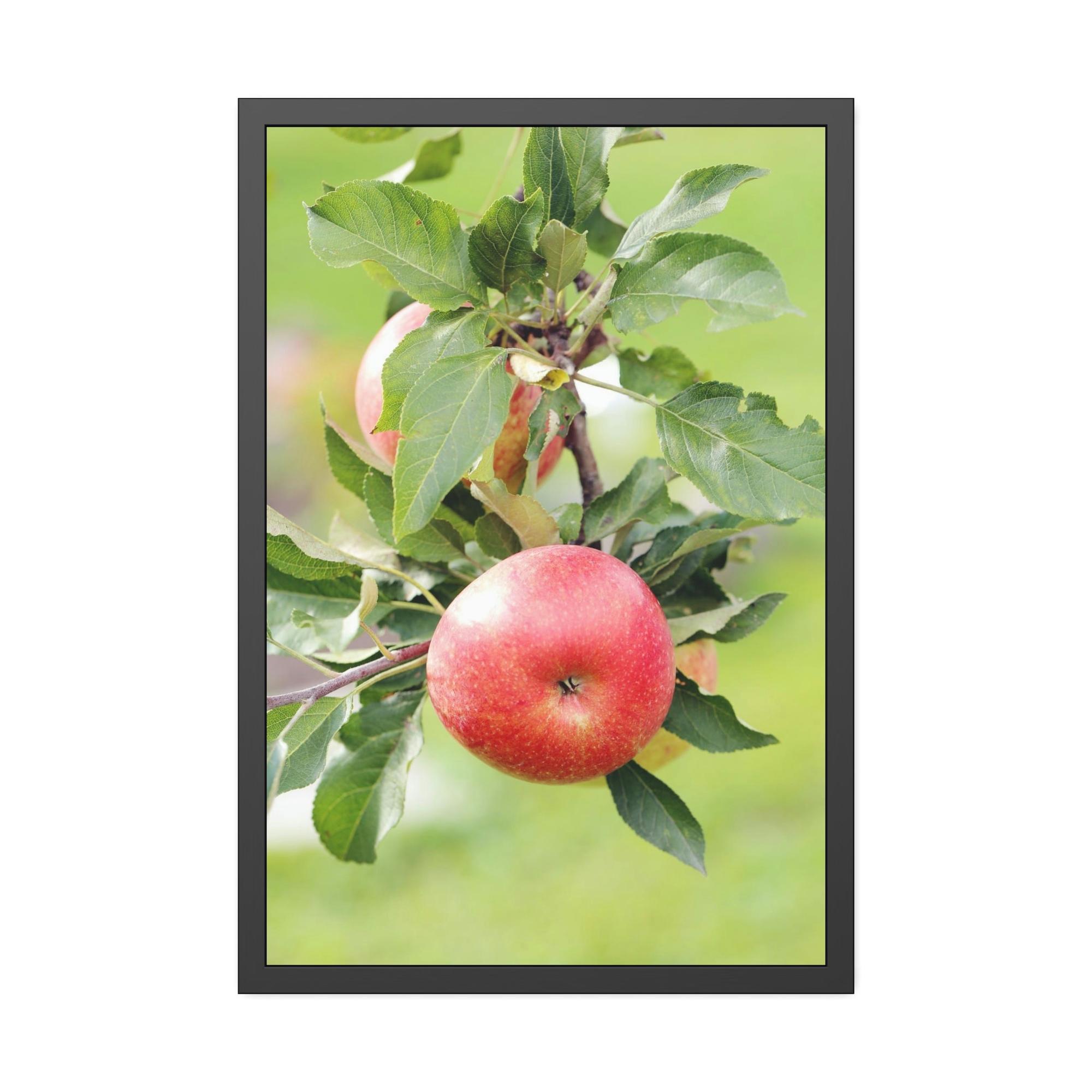 Apple Trees Harvest Time: Artistic Print on Canvas of Apple Trees in Autumn
