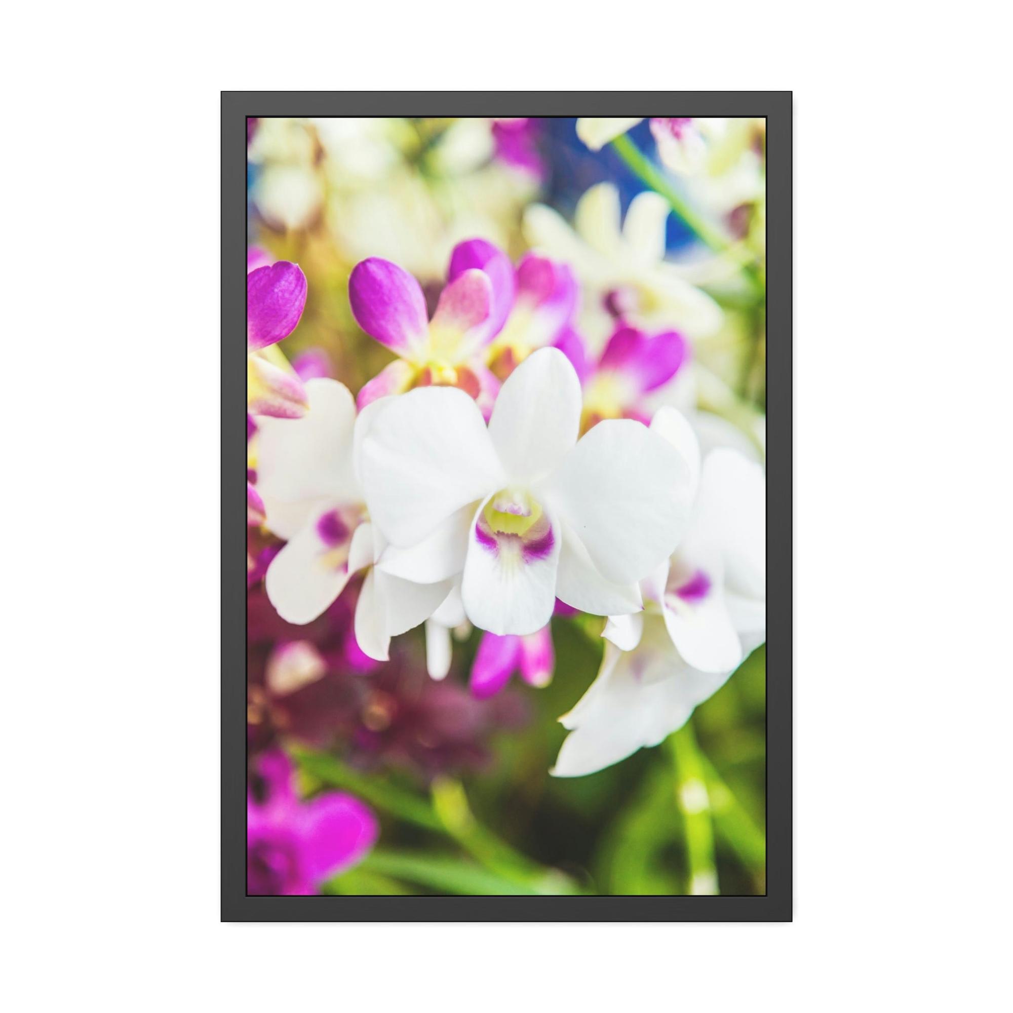 Orchids Orchid Garden: A Colorful Canvas Escape