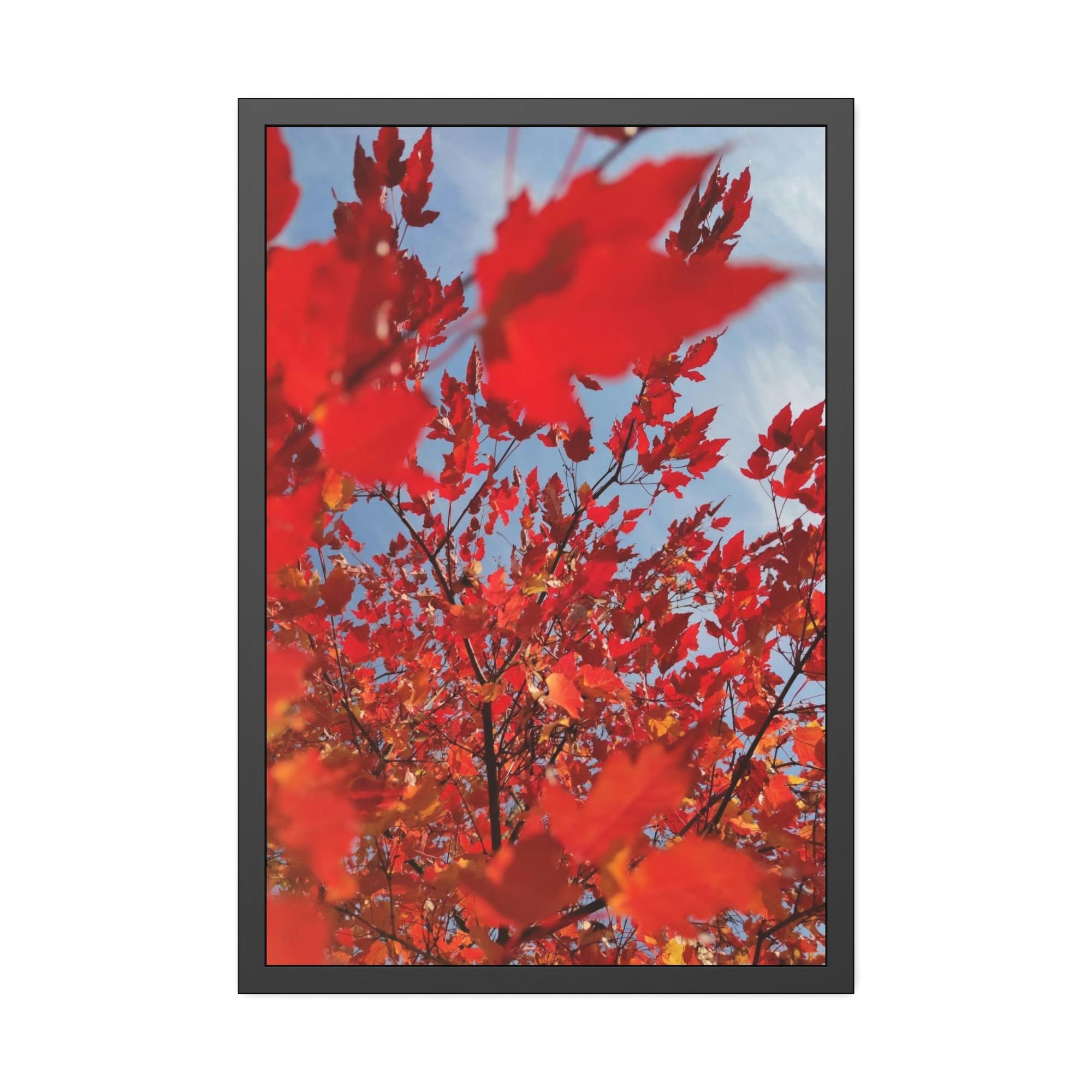 Maple Trees Autumn's Glow: Maple Trees in Bloom