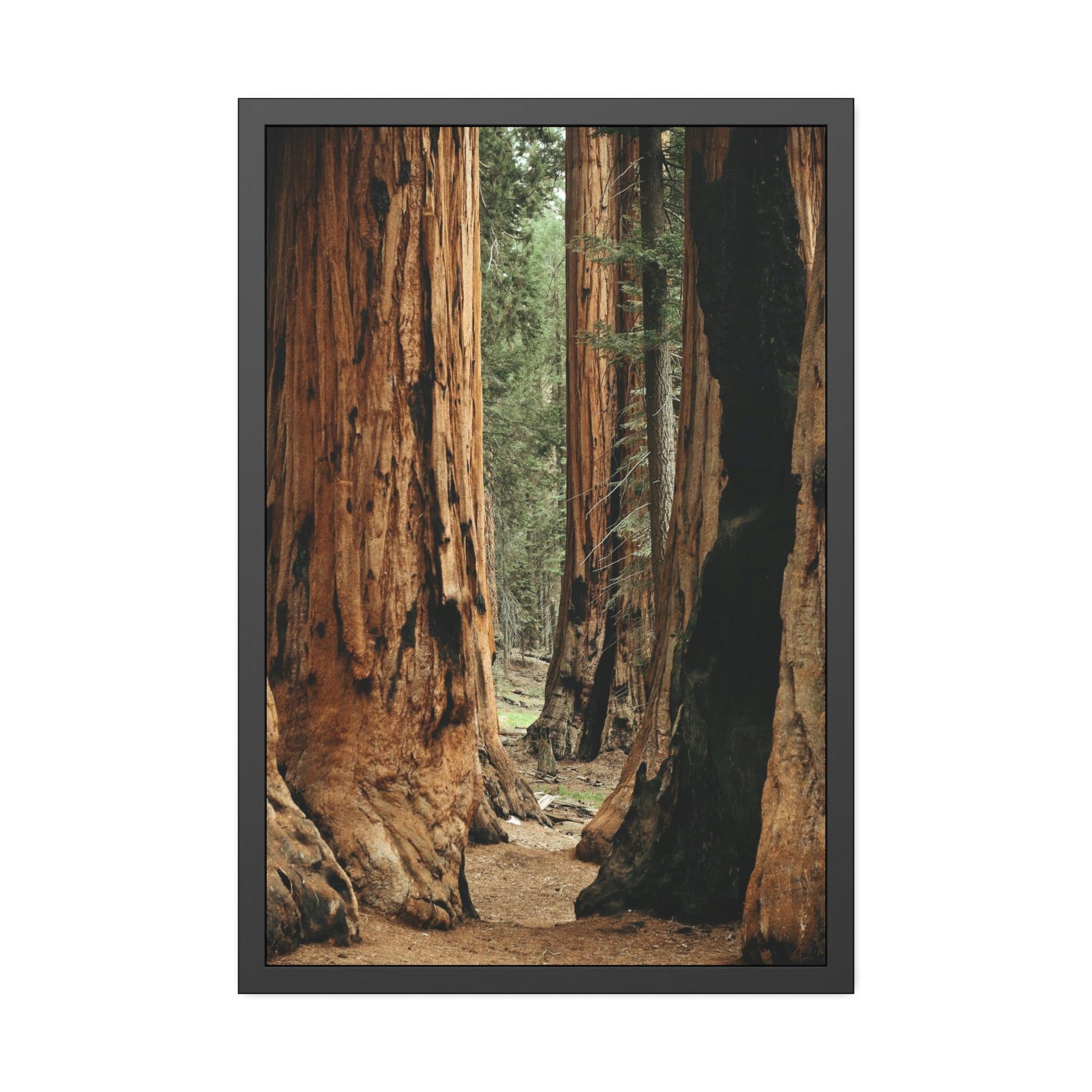 Trees Woodsy Whispers: A Peaceful Journey Through a Forest's Secrets