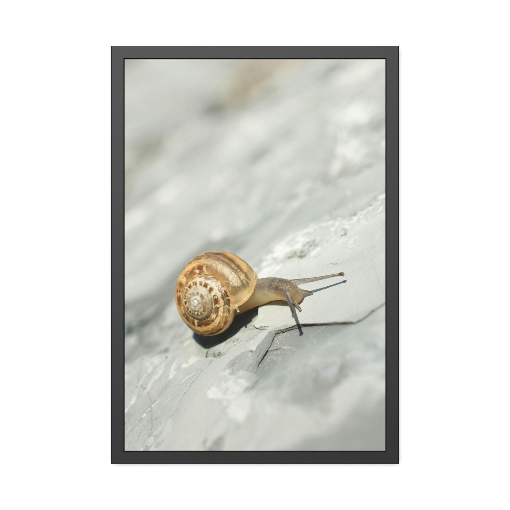 Snails A Snail's World: Life in Slow Motion
