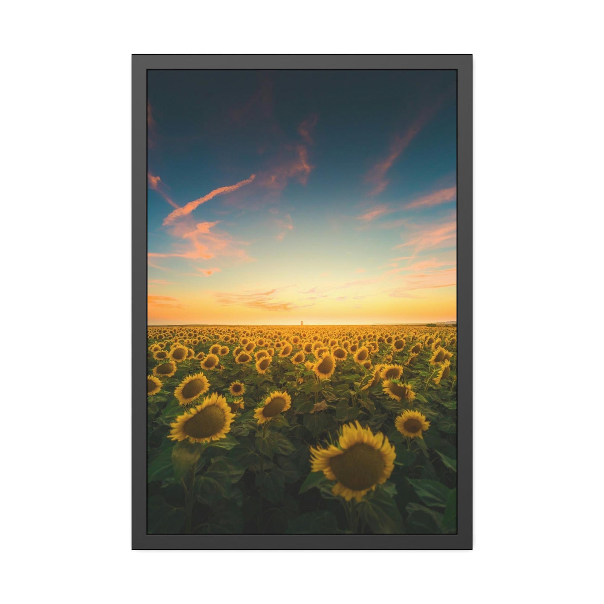 Sunflowers Radiant Rays: A Mesmerizing and Luminous Portrait of Sunflowers' Glory