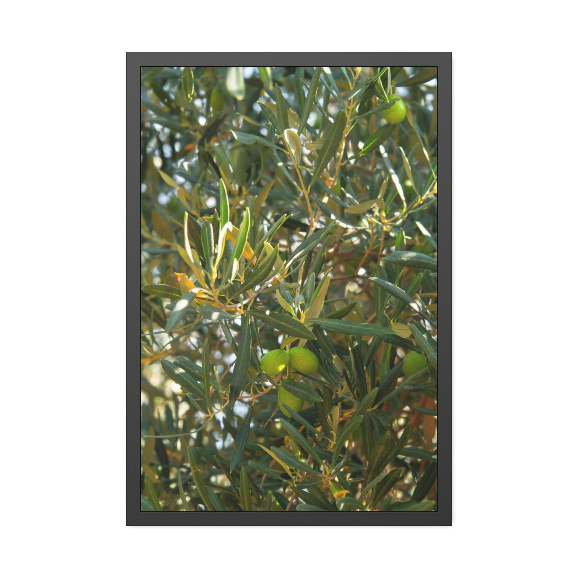 Olive Trees Mediterranean Groves: A Lush and Vibrant Ode to the Olive Trees of the South