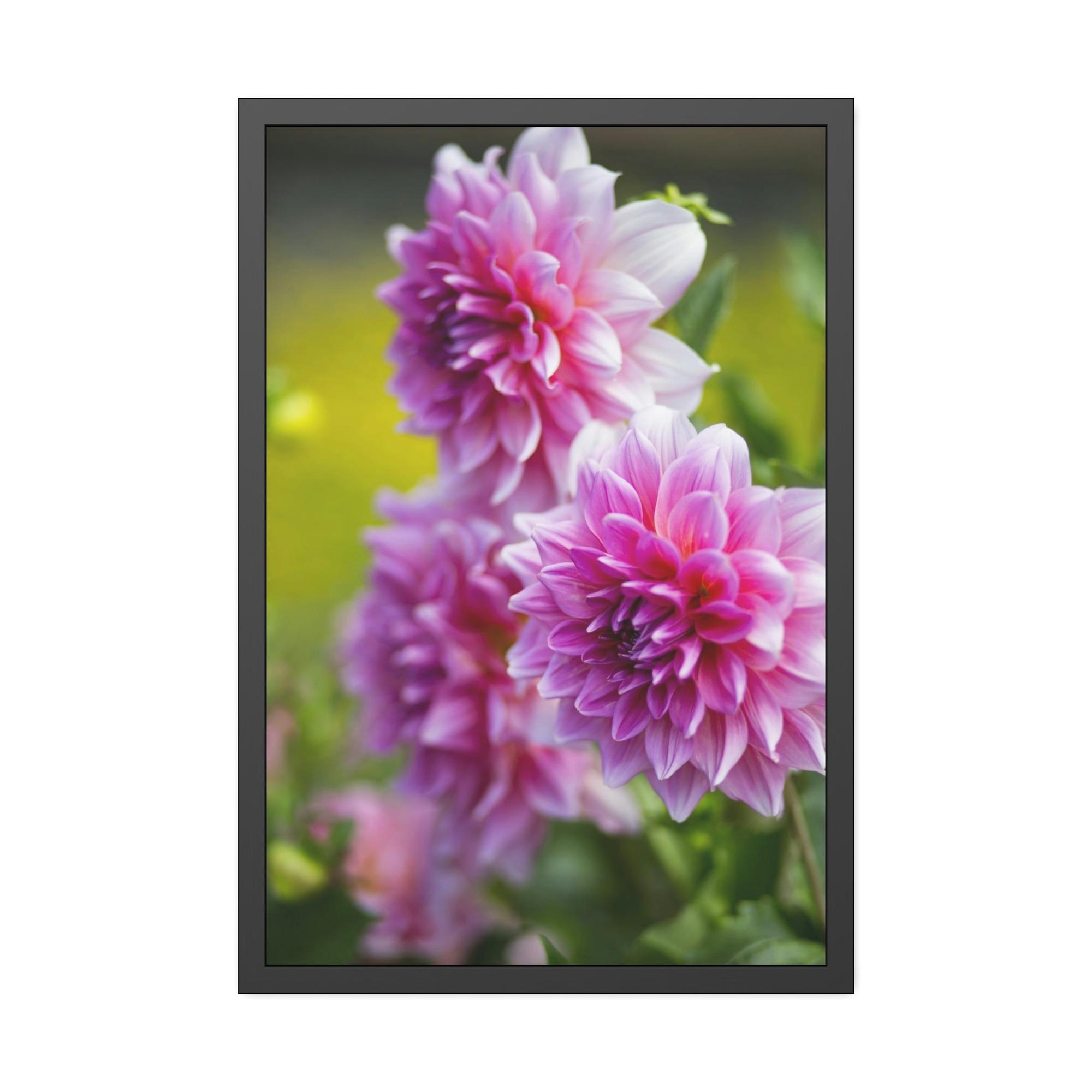 Dahlias Elegant Blooms: A Framed Canvas of Beautiful Dahlia Blossoms