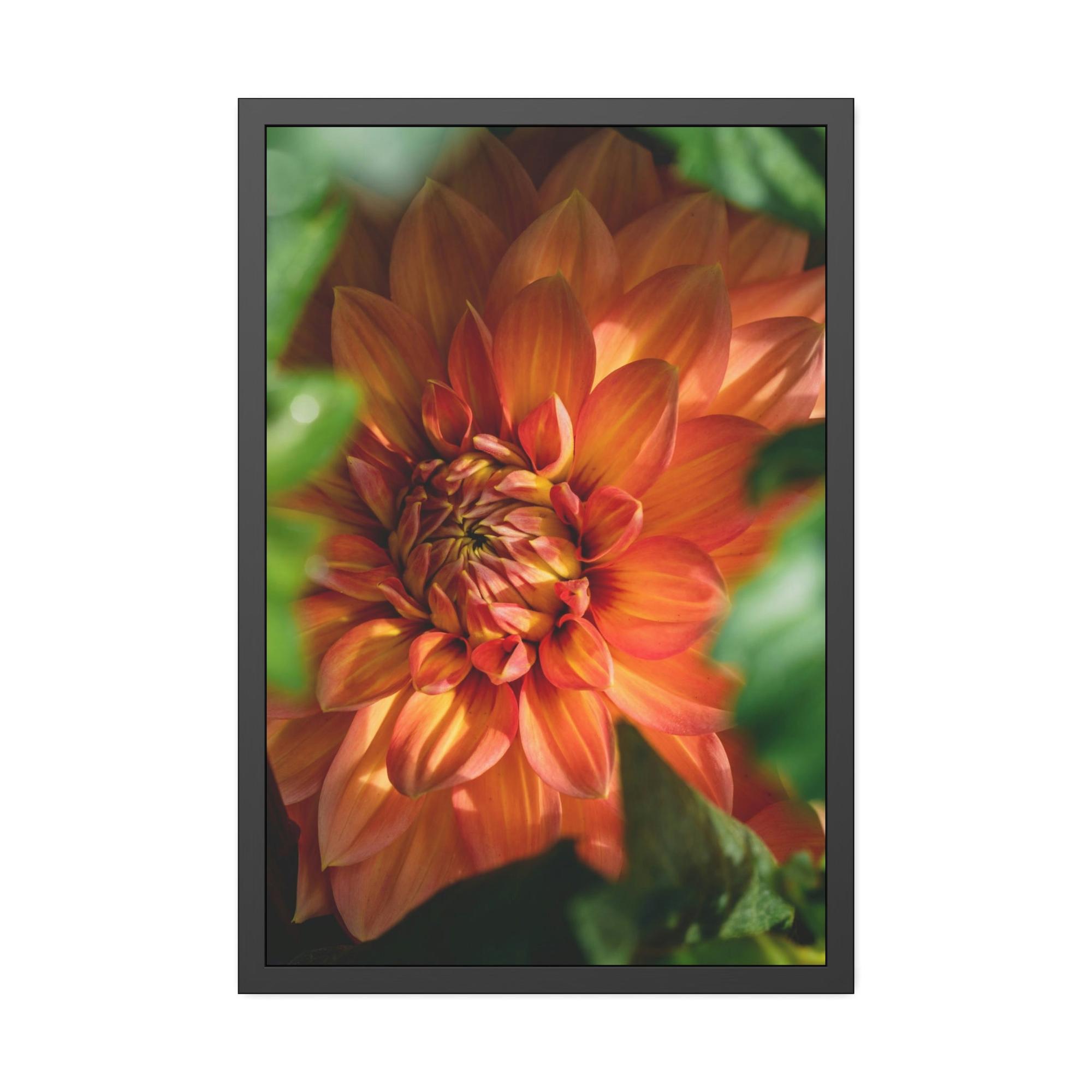 Dahlias The Majesty of Dahlias: A Wall Art Print of These Gorgeous Blooms