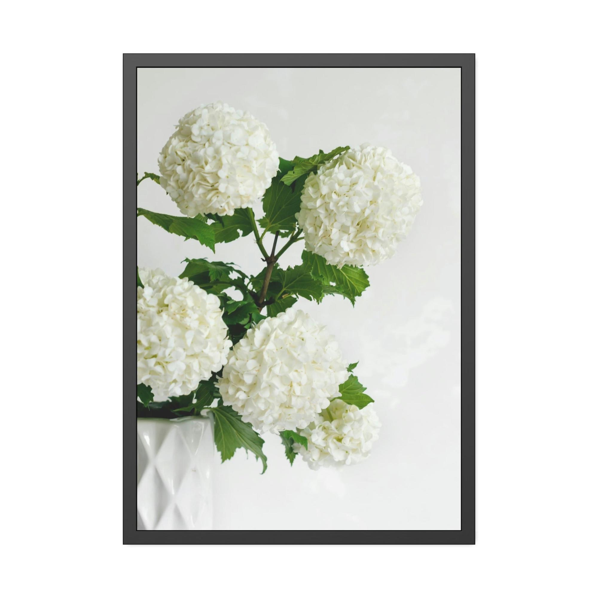 Hydrangeas Hydrangea Serenity: A Peaceful Haven