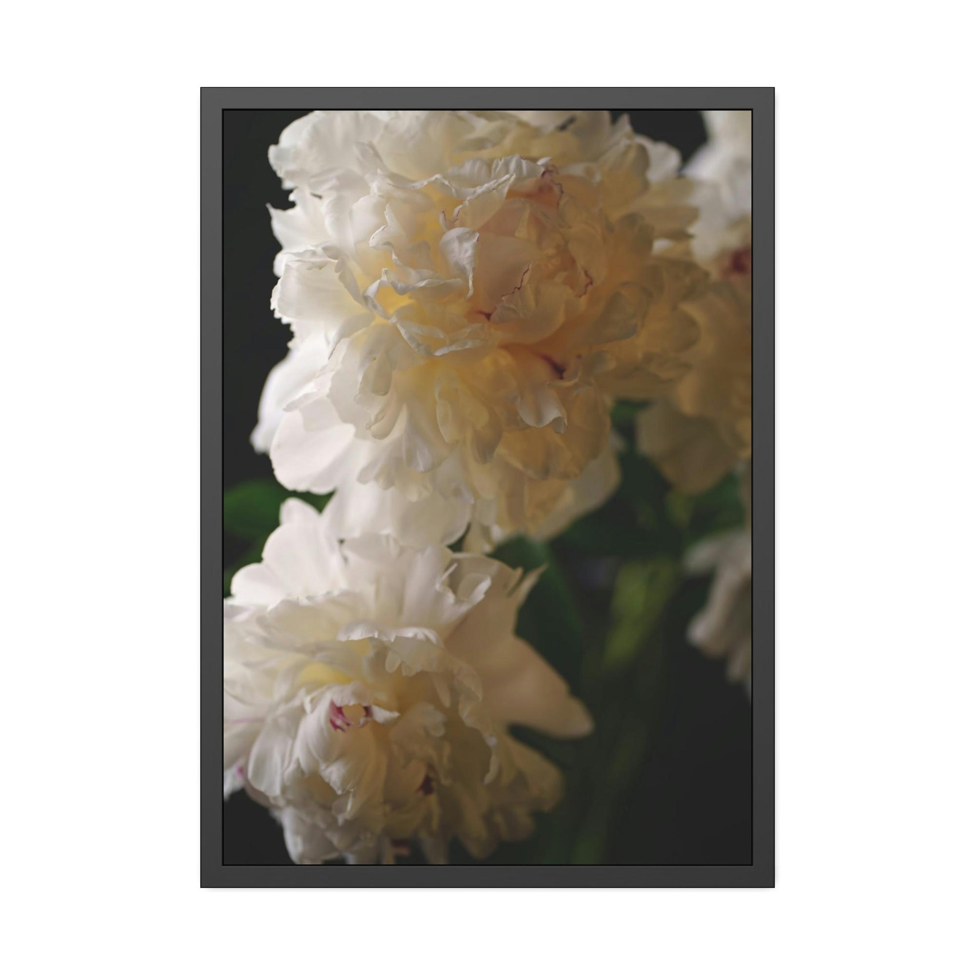 Peonies Dazzling Display: A Peony Extravaganza