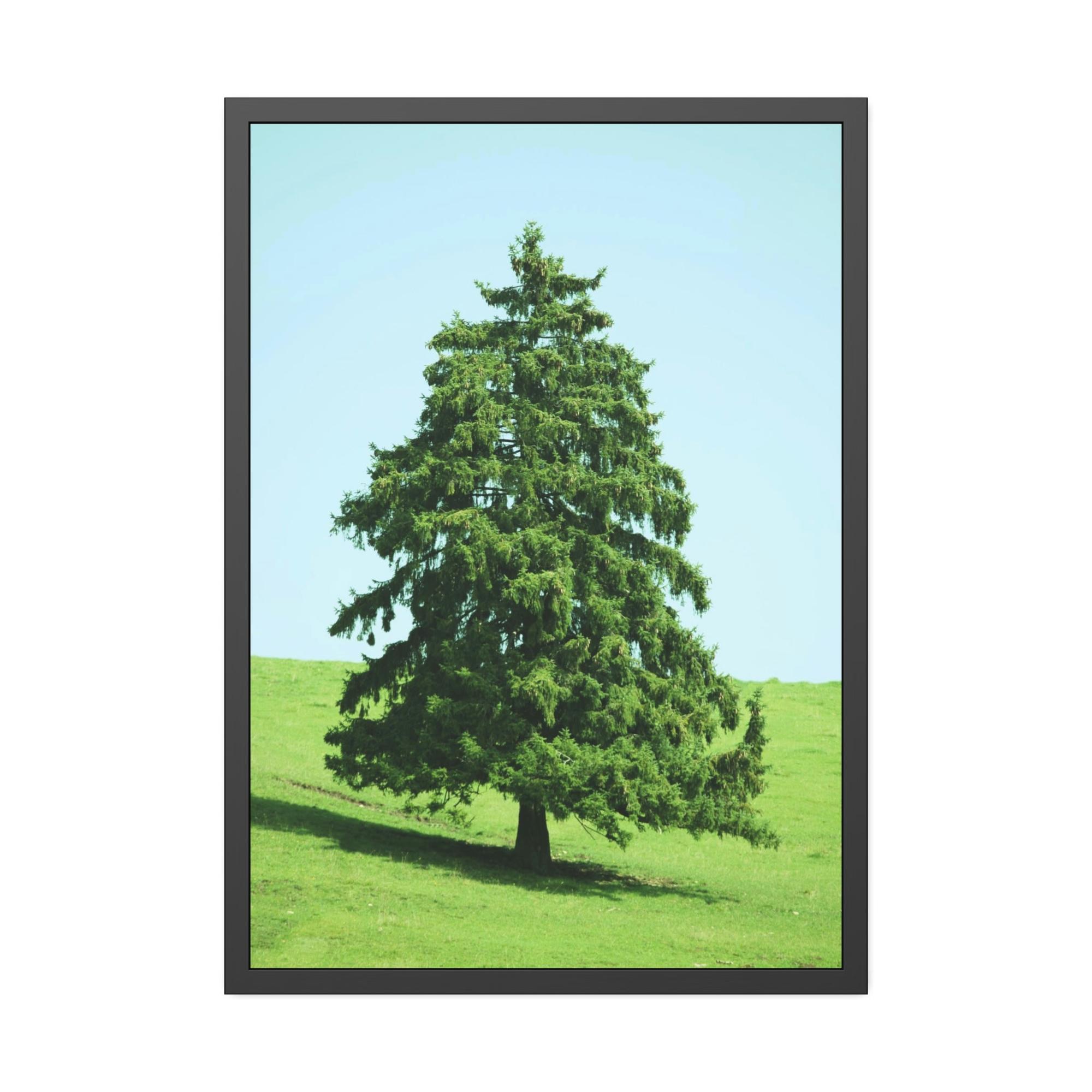 Cypress Tree A Cypress Oasis of Beauty and Tranquility: A Haven of Serenity and Peace