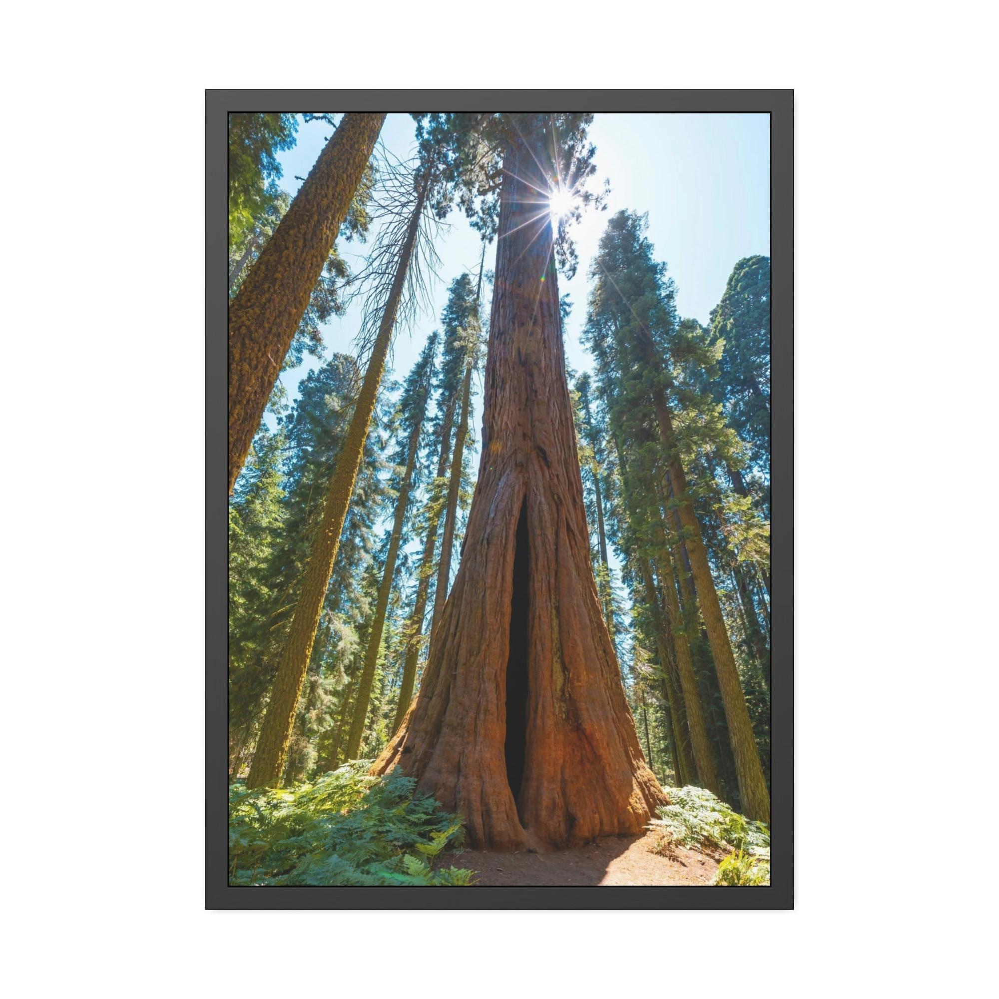 Redwood Trees Whispers from the Forest: Redwood Trees