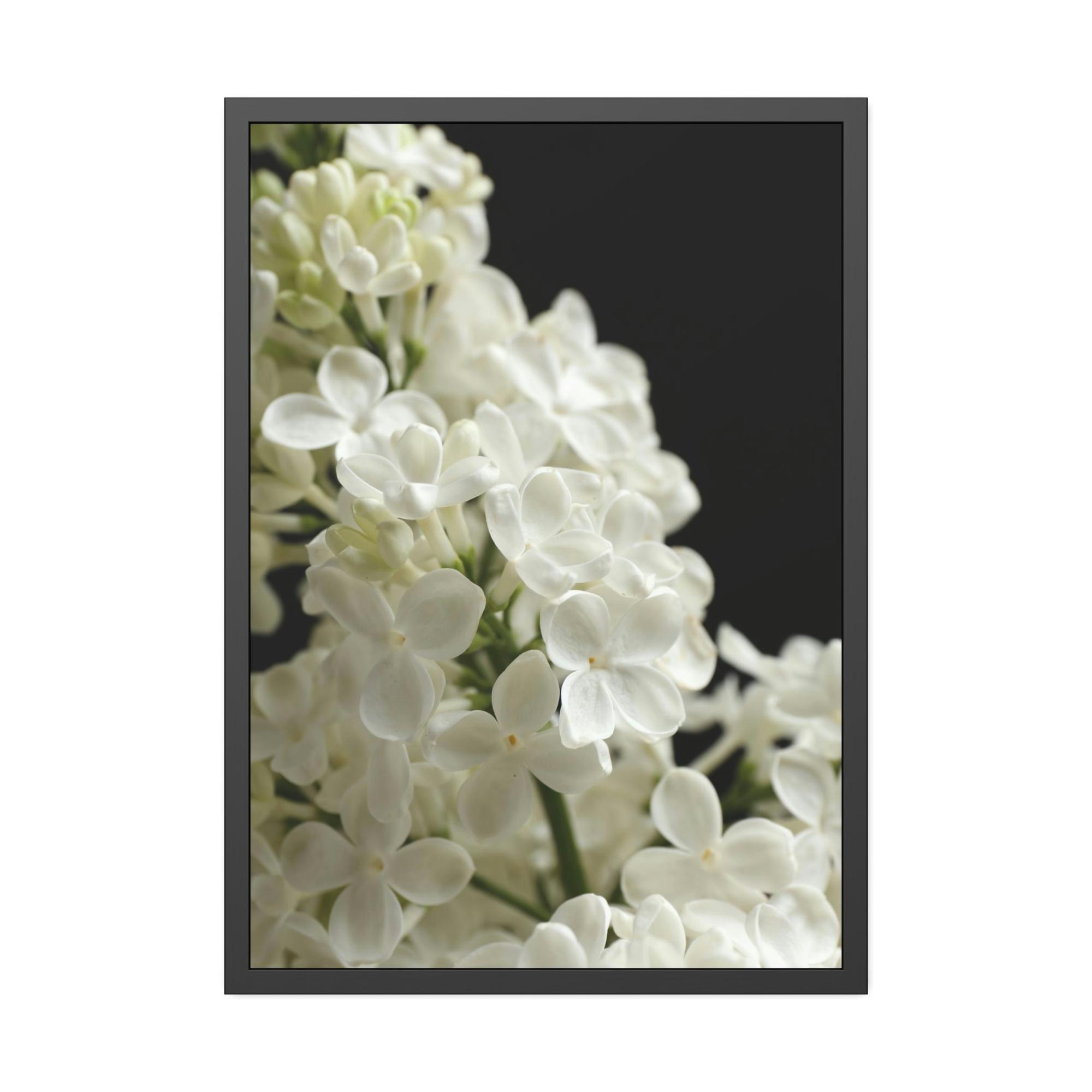 Lilacs The Majestic Lilacs: A Royal Presen