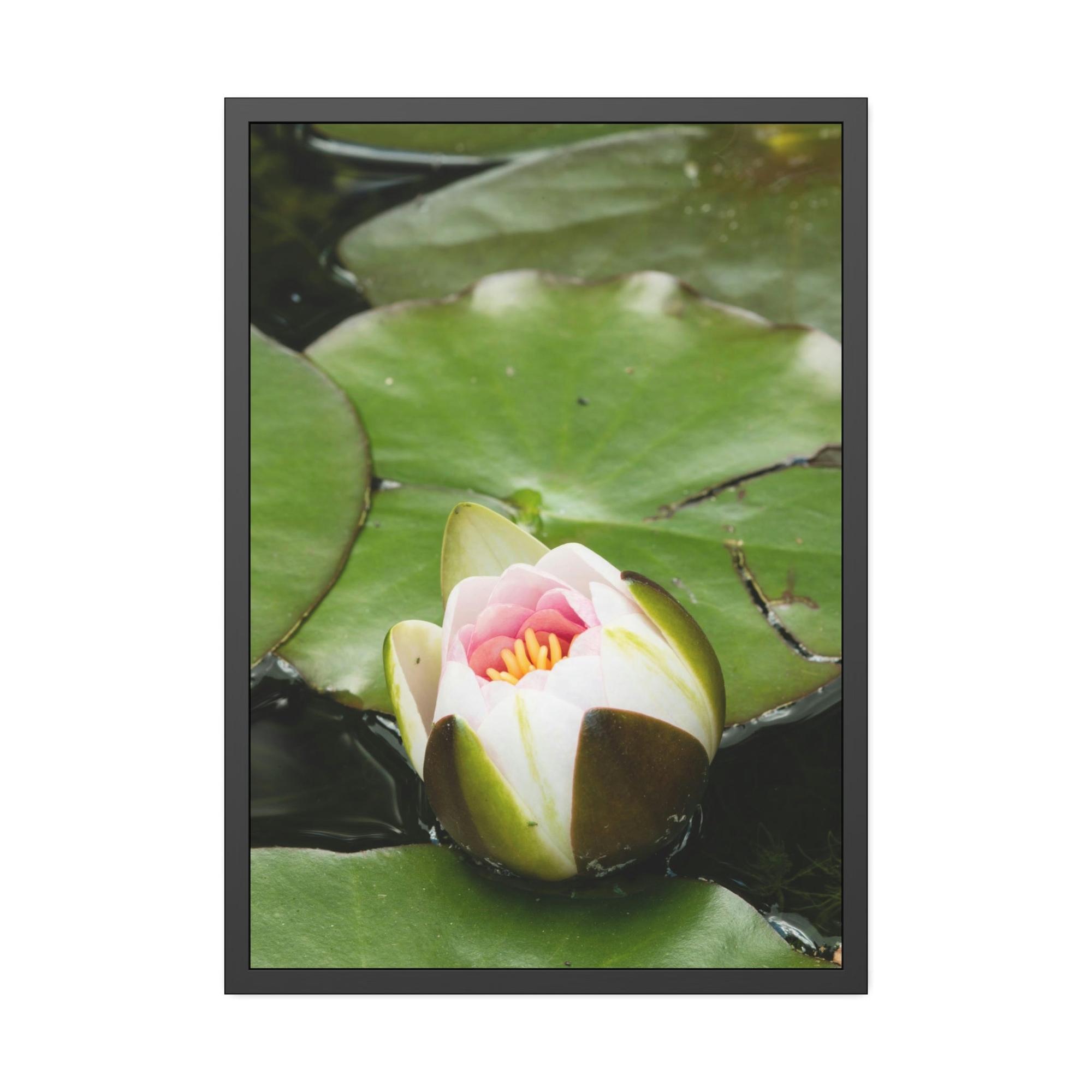Lilies & Waterlily Serene Reflections: Lilies on Water