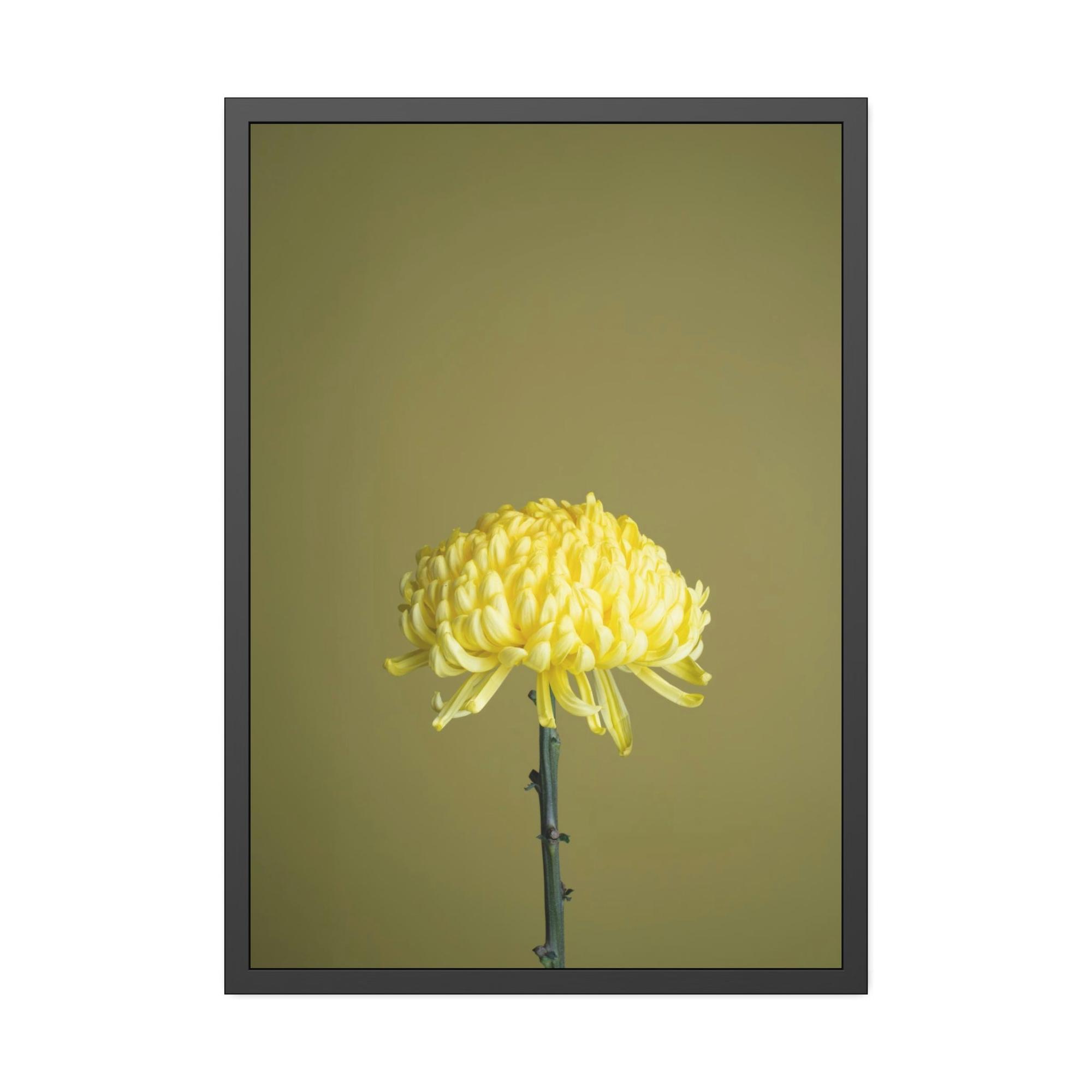Chrysanthemums Chrysanthemum Elegance: Striking Wall Art on Framed Canvas