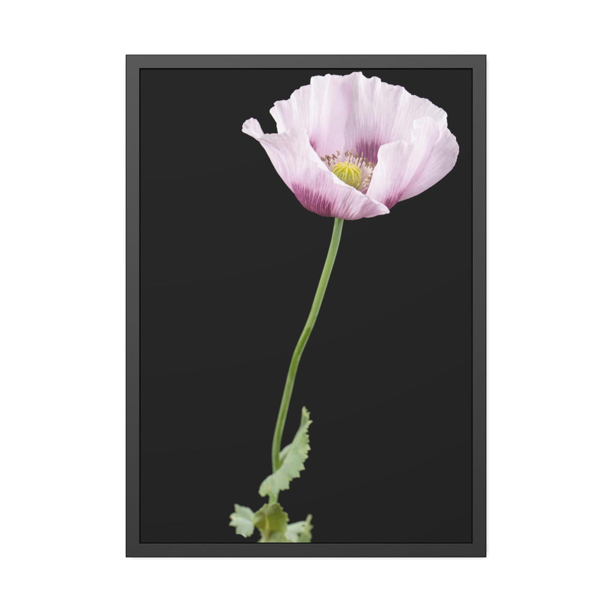 Poppies Petals of Passion: A Painting of Poppies as a Symbol of Love