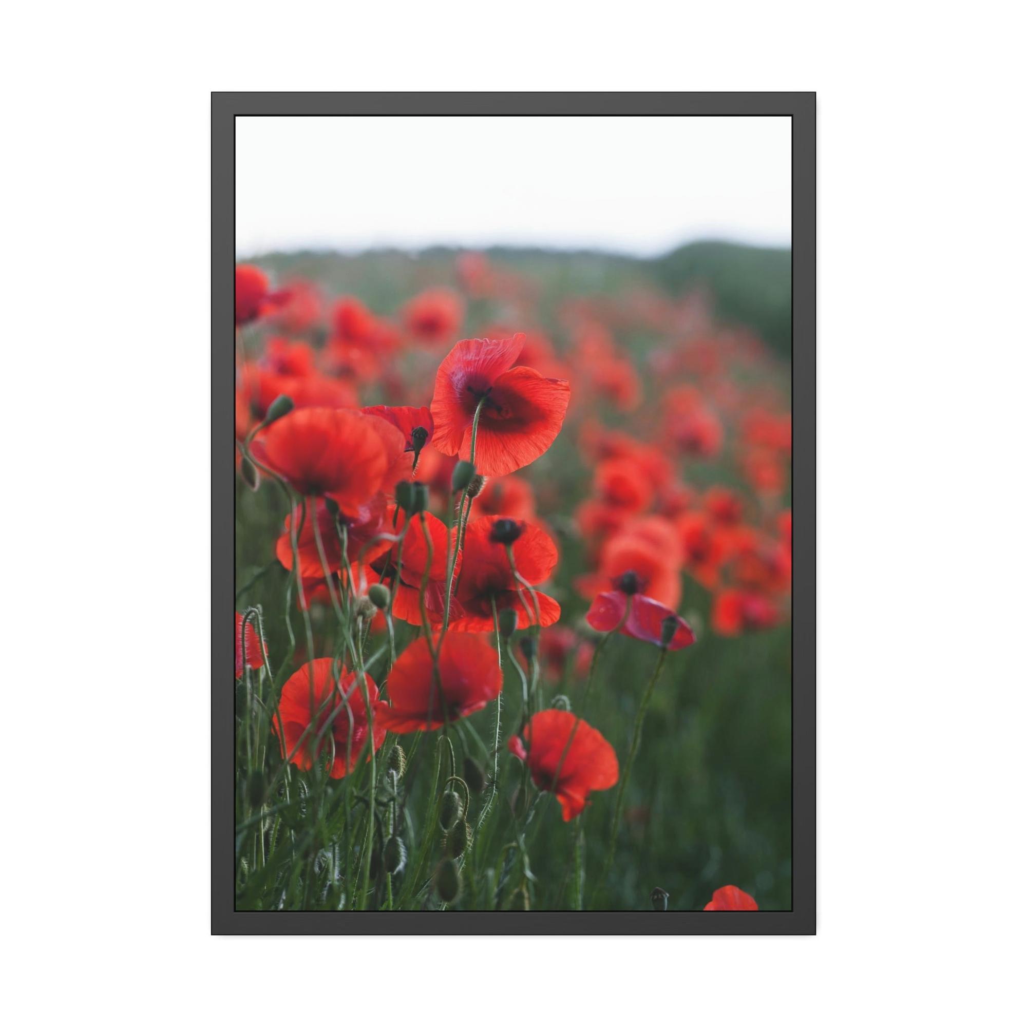 Poppies Fields of Red: A Painting of Poppies in Bloom
