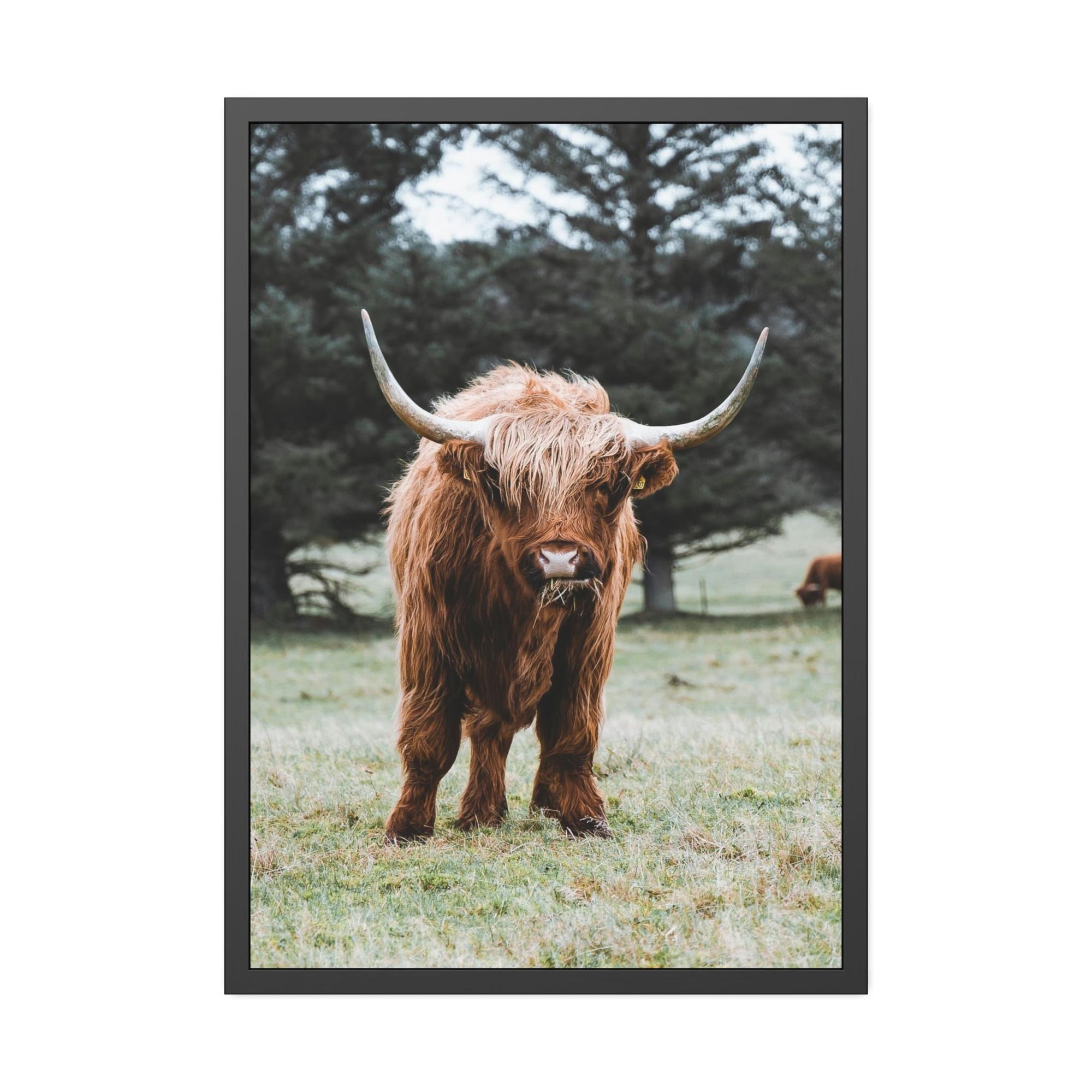 Highland Cow Scottish Cattle Breeds - Wall Art  | Animals Art