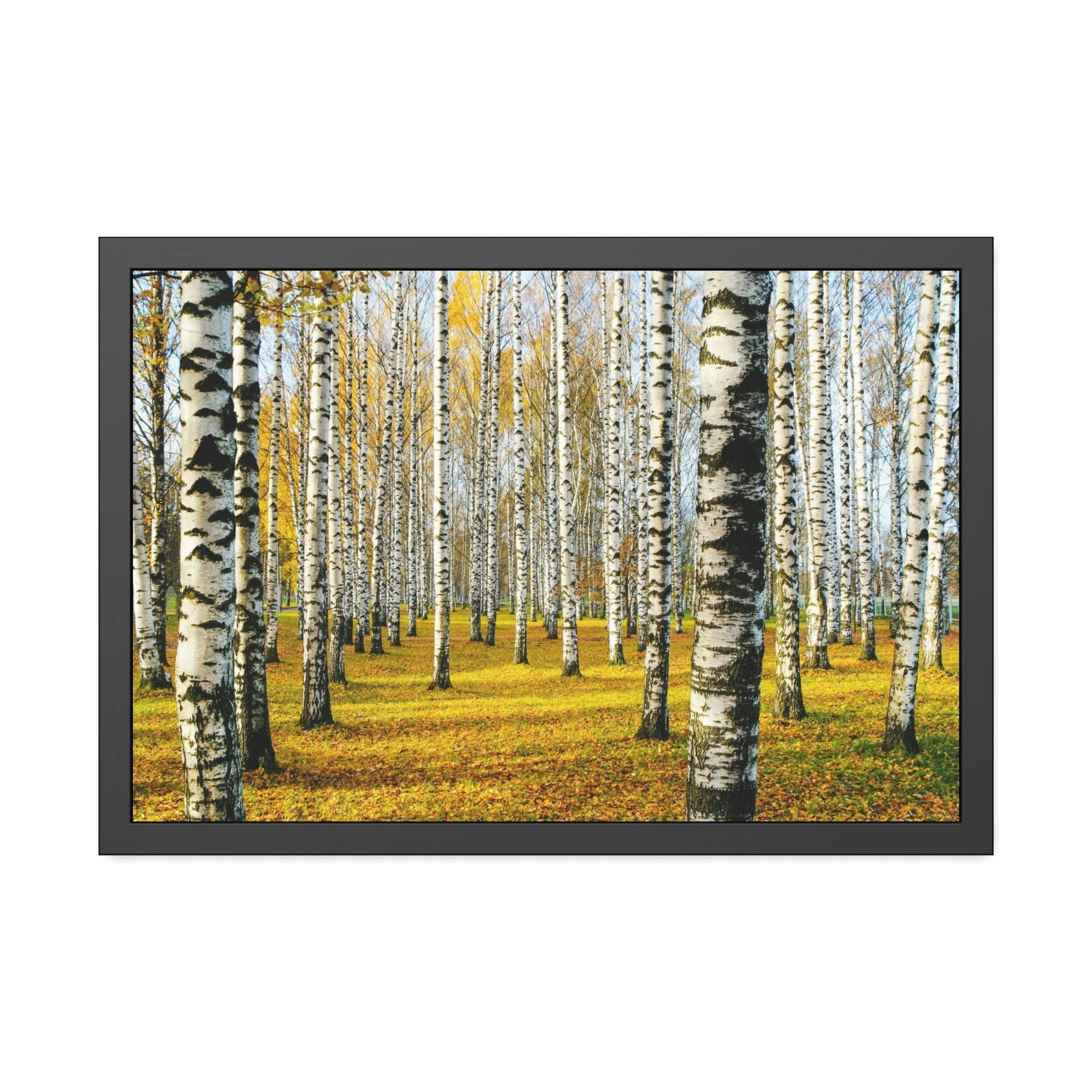 Aspen Trees The Serene Beauty of Aspen Trees: Wall Art for Your Home