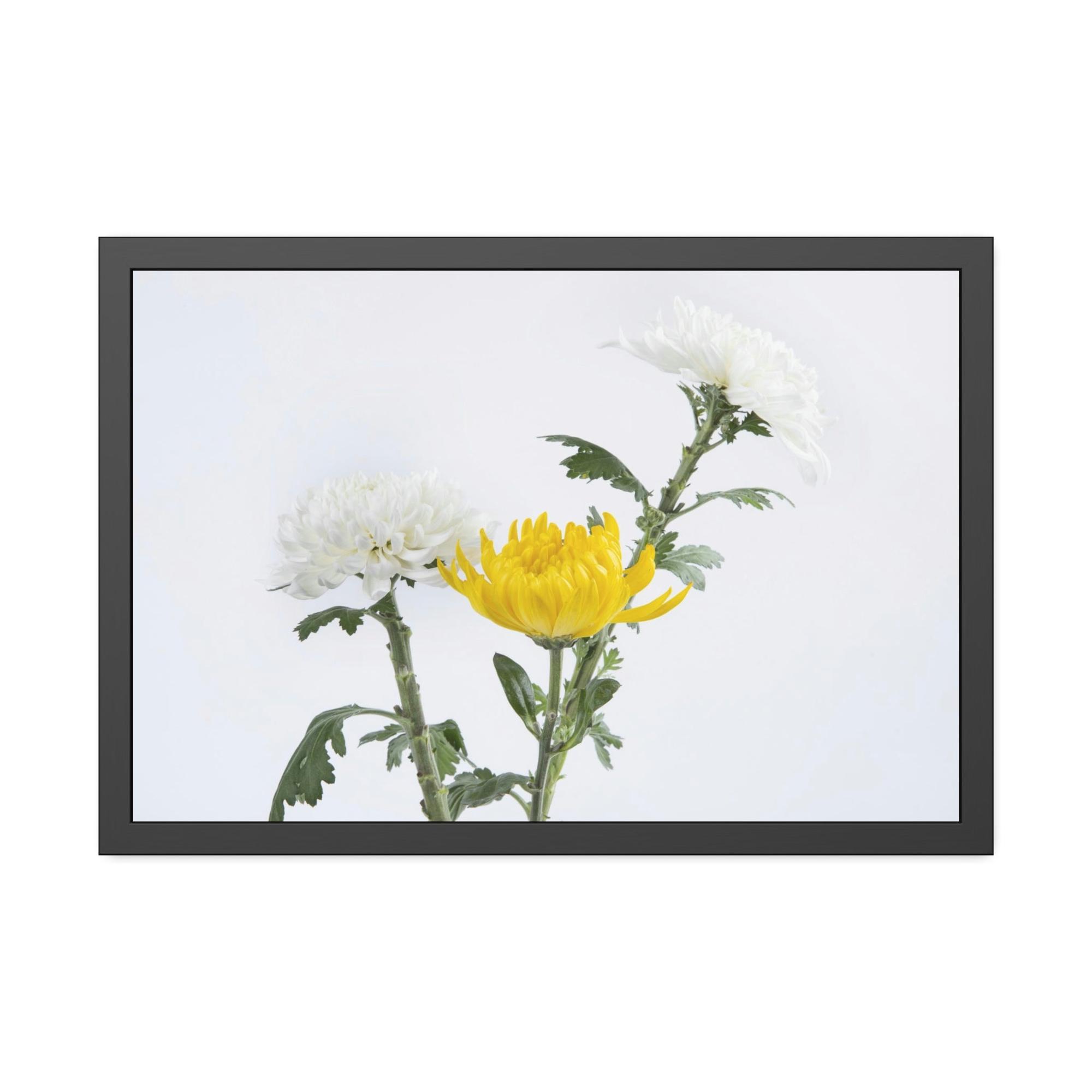 Chrysanthemums Floral Bliss: Poster & Canvas Art with Joyful Chrysanthemum Bouquet