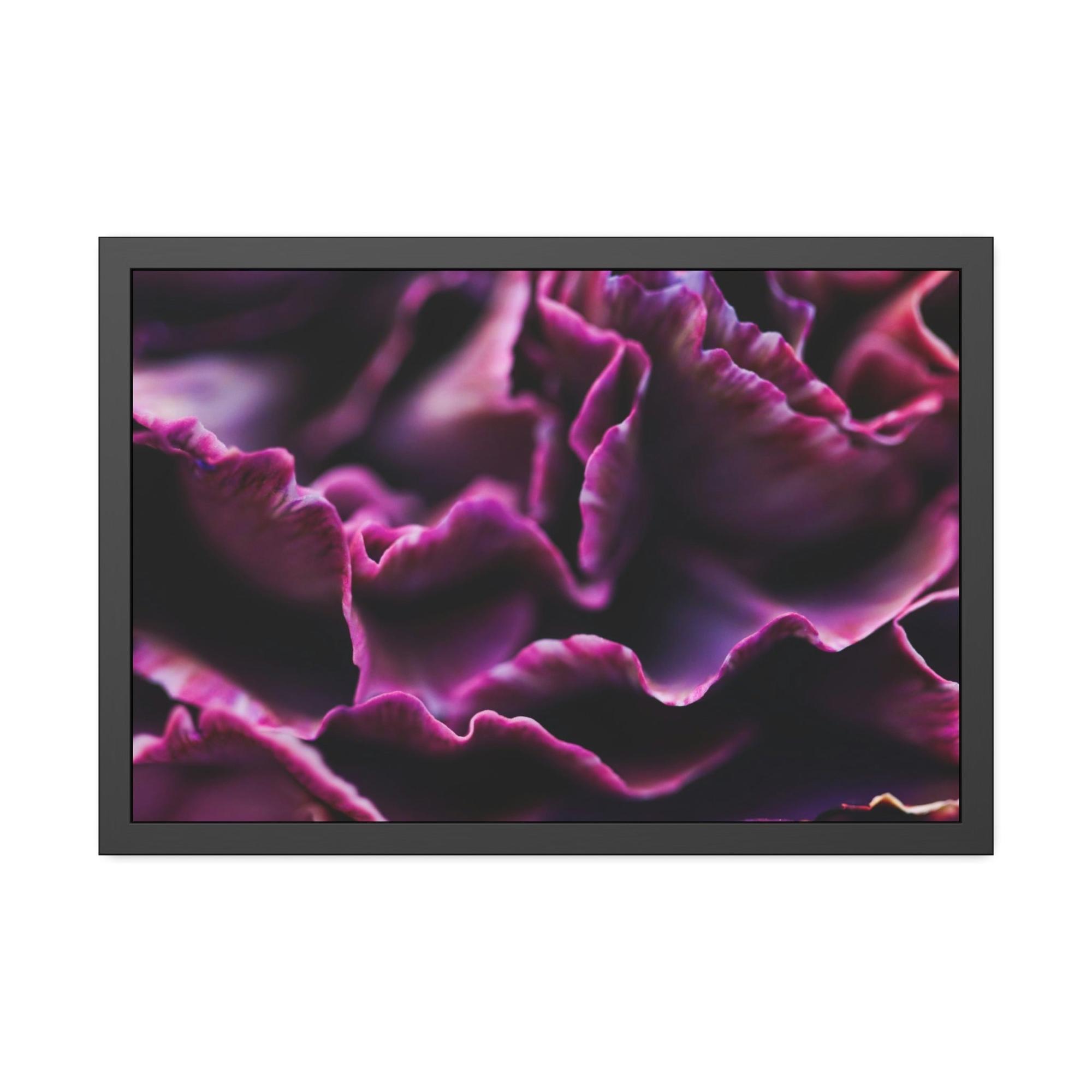 Carnations Colorful Petals: Framed Canvas and Wall Art of Carnations for Your Walls