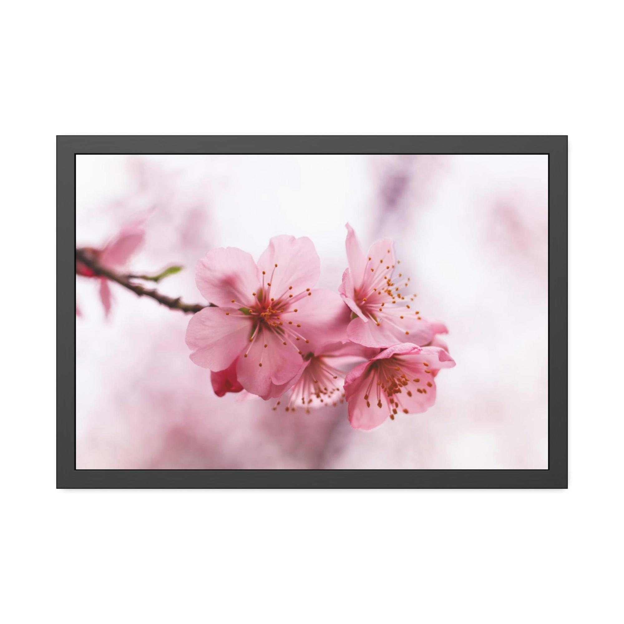 Cherry Blossoms Japanese Garden: Cherry Blossoms on Natural Canvas
