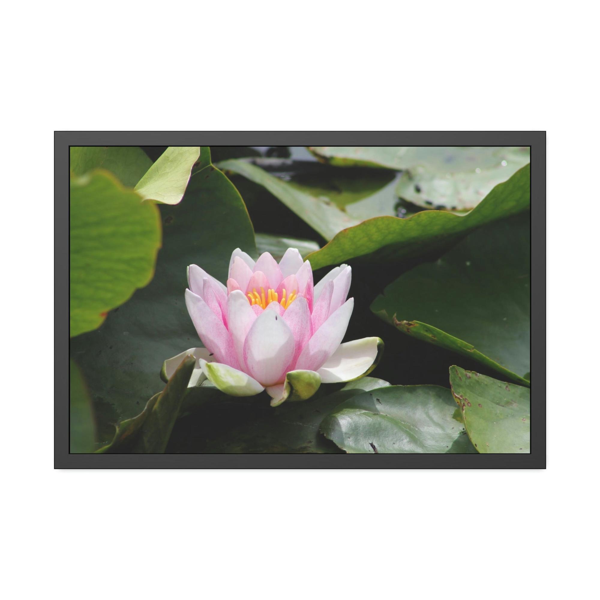 Lotuses Serenity in Lotuses: Natural Canvas & Poster Wall Art