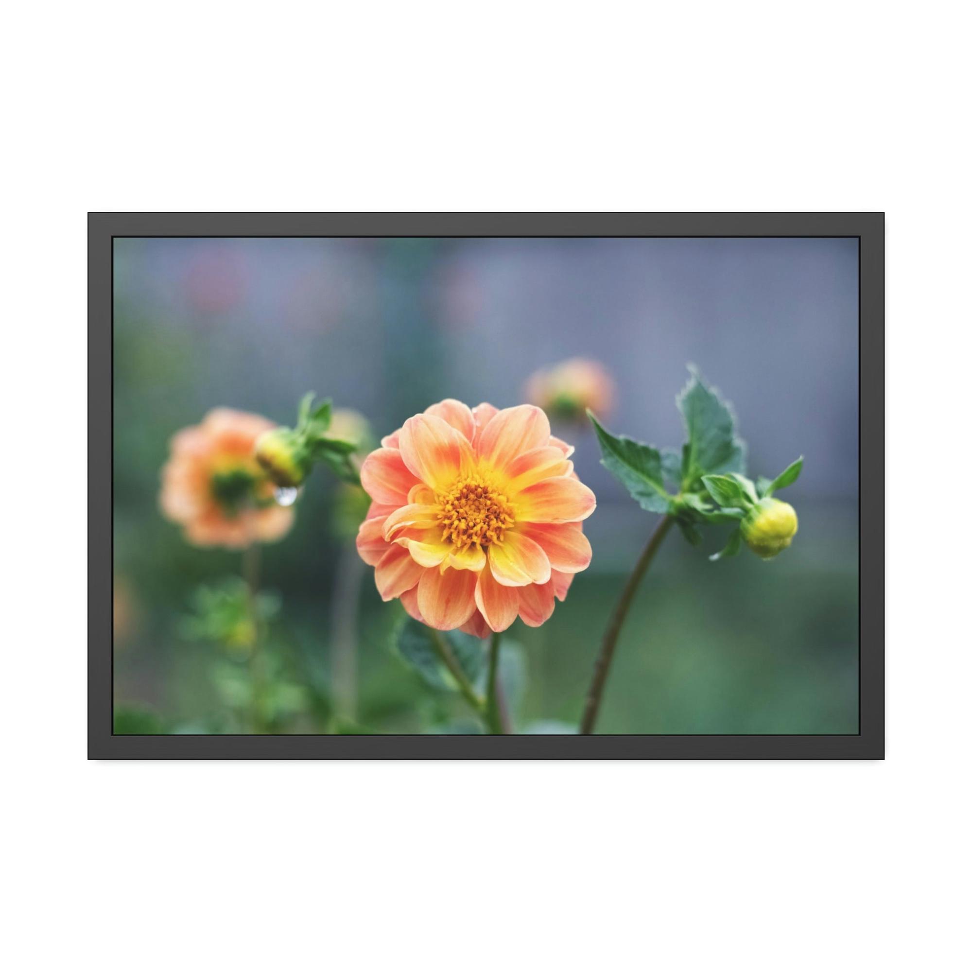 Dahlias The Joy of Dahlias: A Poster of These Bright and Beautiful Flowers