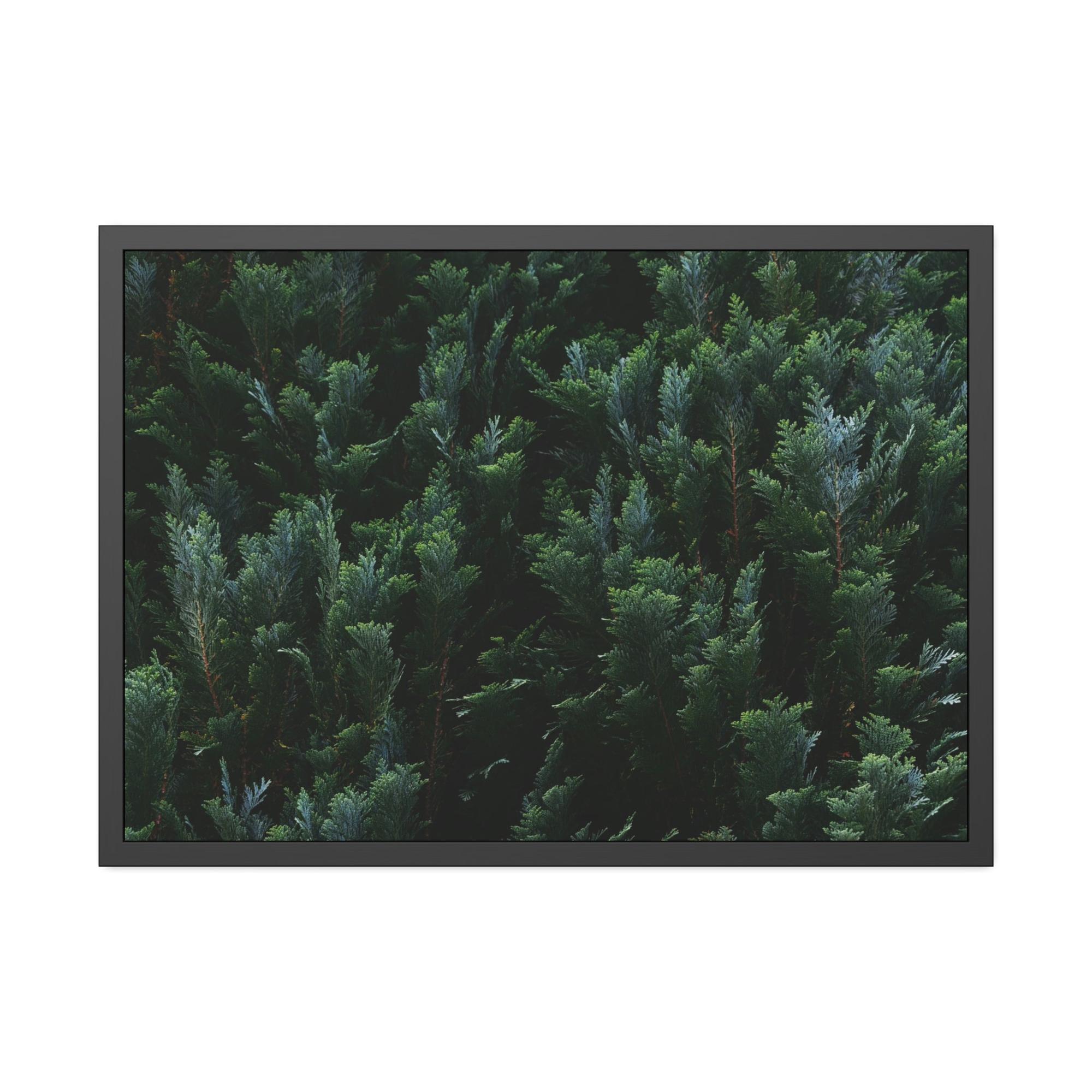 Cypress Tree Cypress Trees and the Eternal Serenity of Nature: A Vision of Peace and Calm