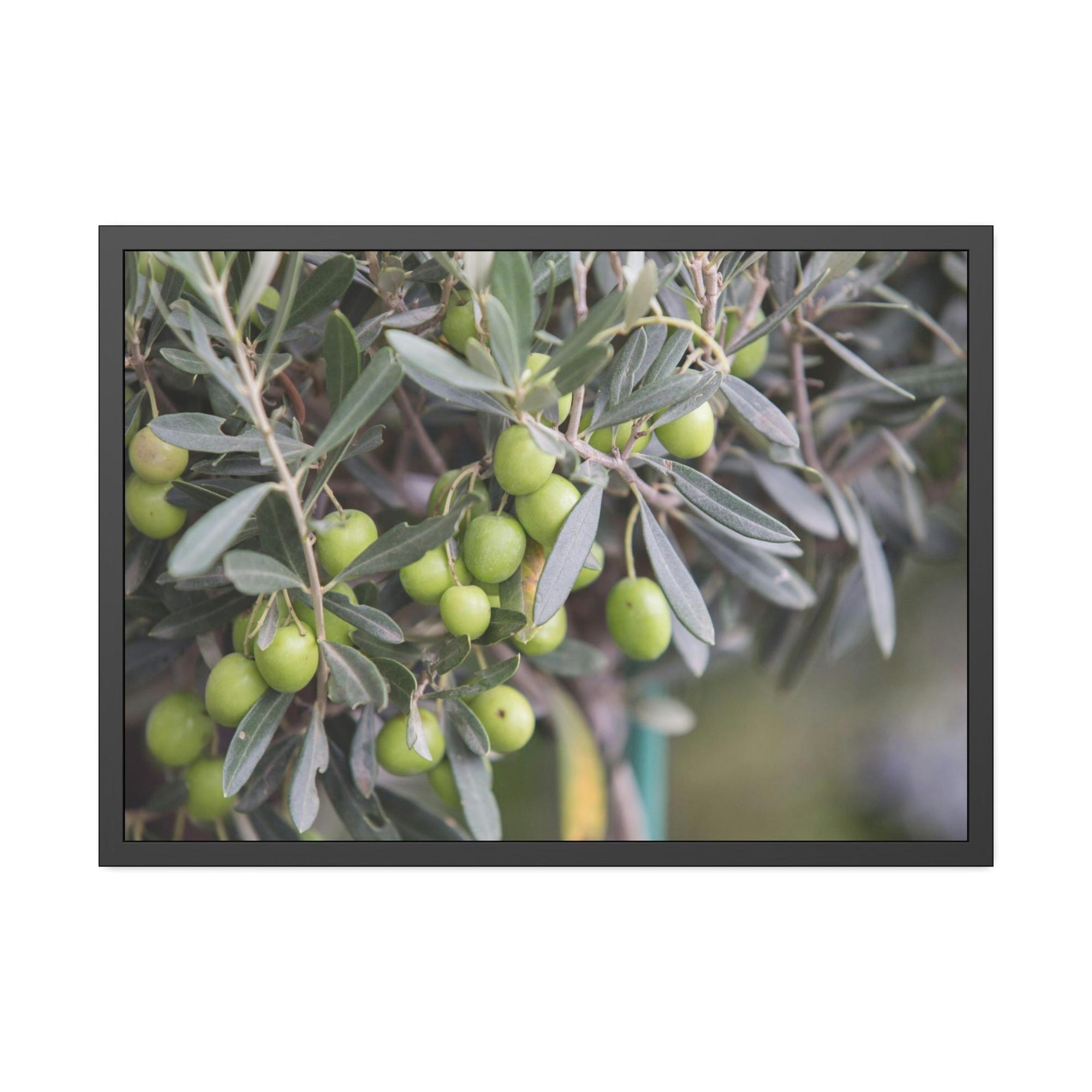 Olive Trees A Grove of Memories: A Nostalgic and Heartfelt Tribute to the Olive Trees' History