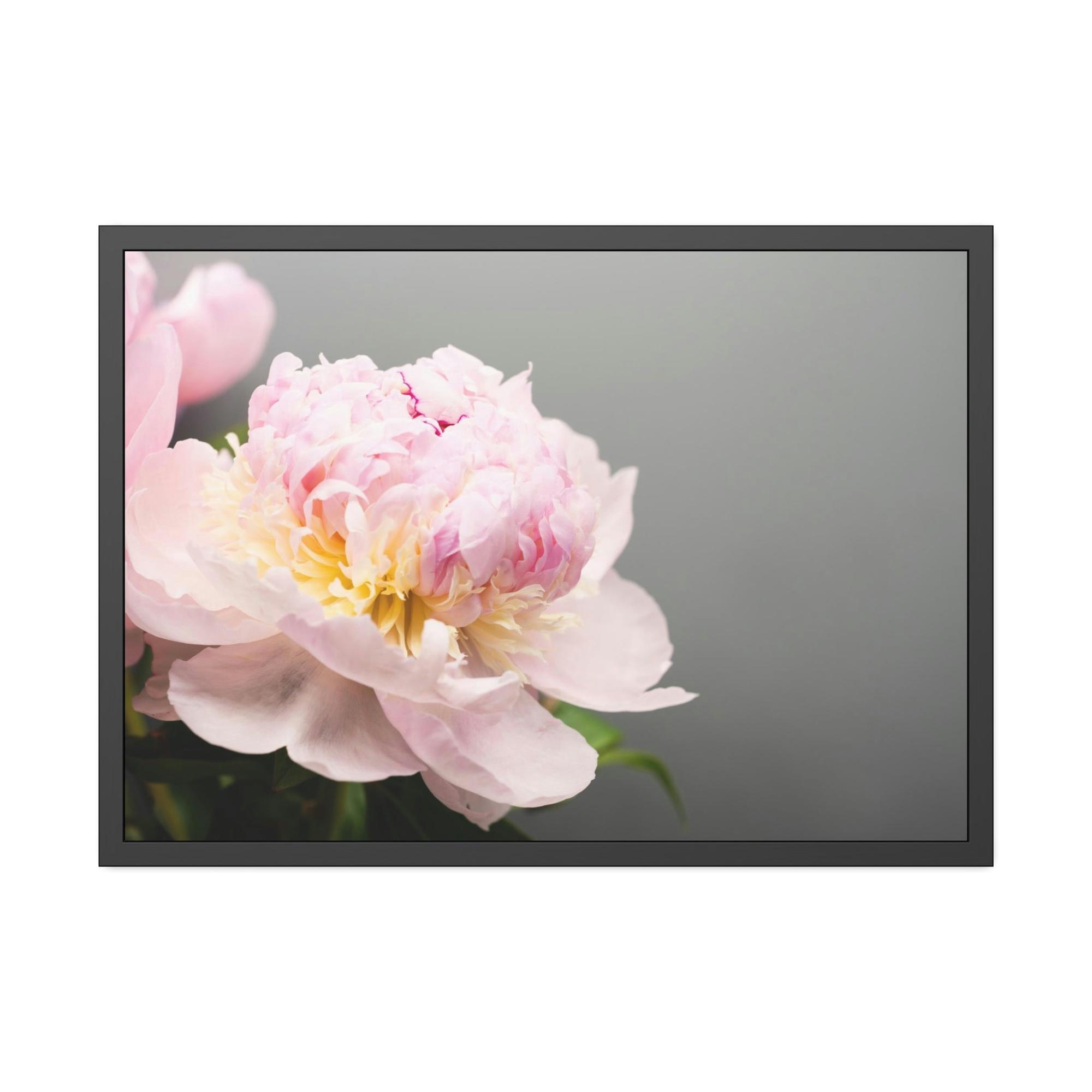 Peonies Peony Purity: A Bouquet of White