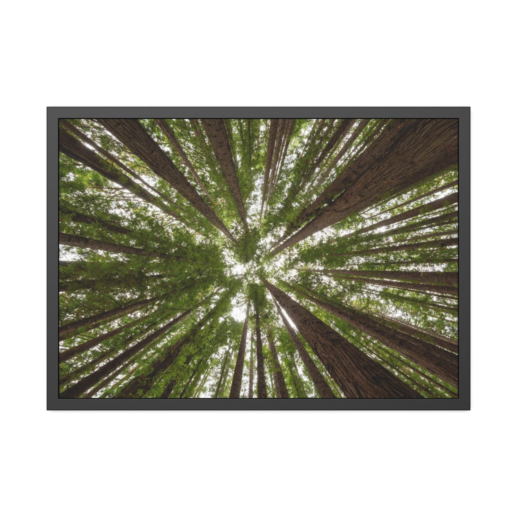 Forest Trees Through the Trees: A Forest Adventure