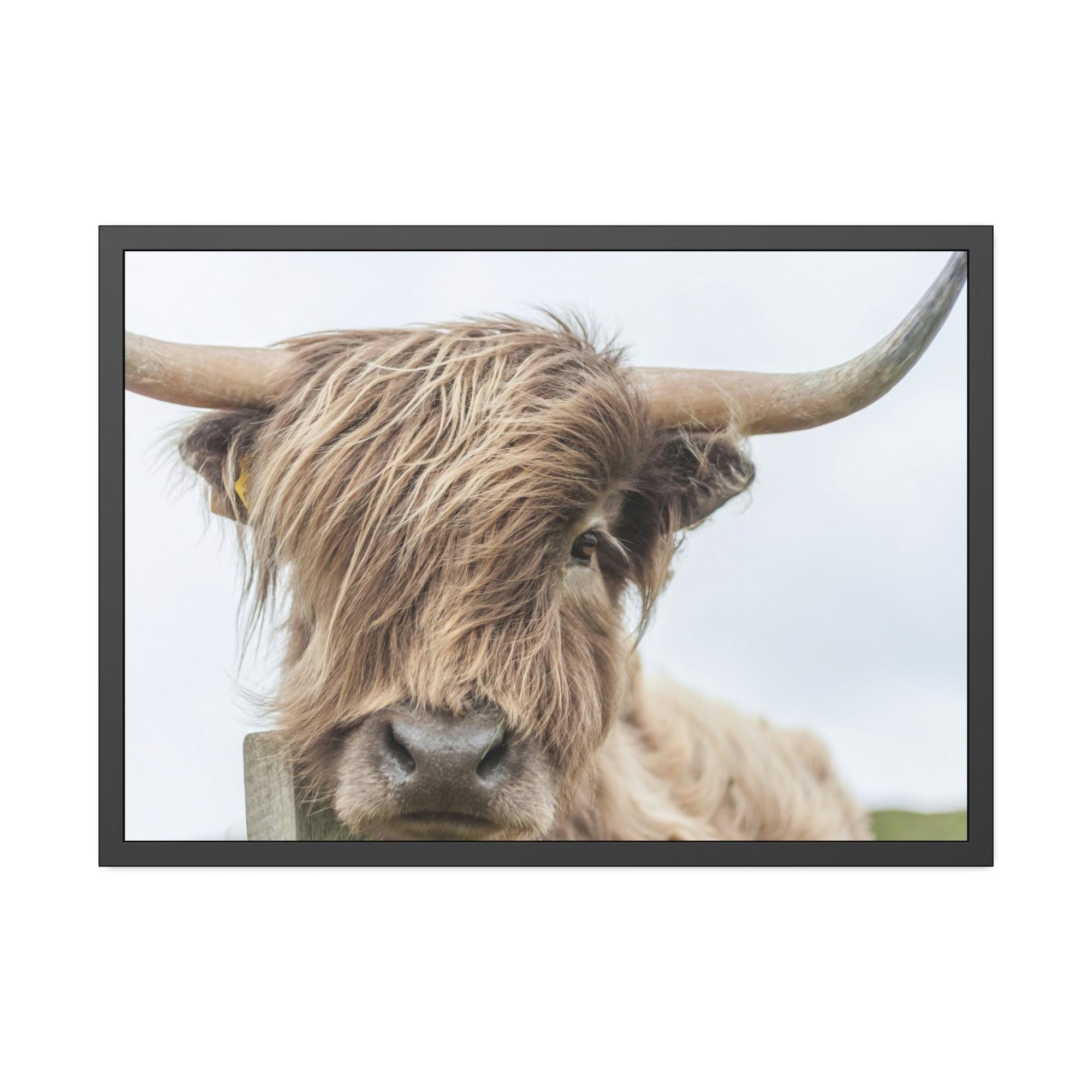 undefined Wilderness Wonder: Wall Art on Canvas of a Majestic Highland Cow in the Wild