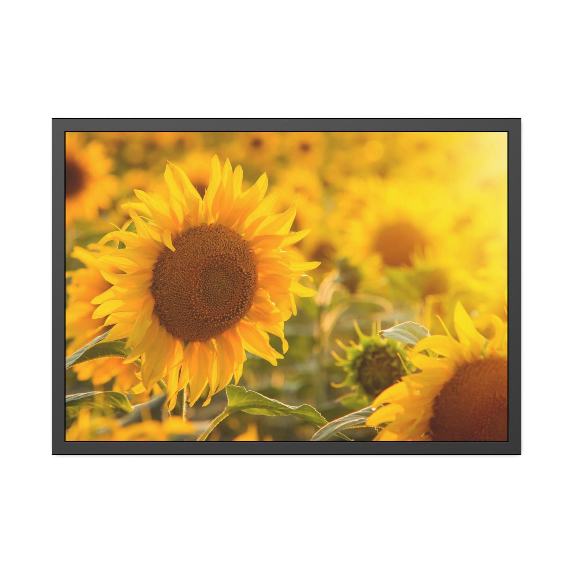 Sunflowers Golden Blooms: A Vibrant Ode to the Beauty of Sunflowers