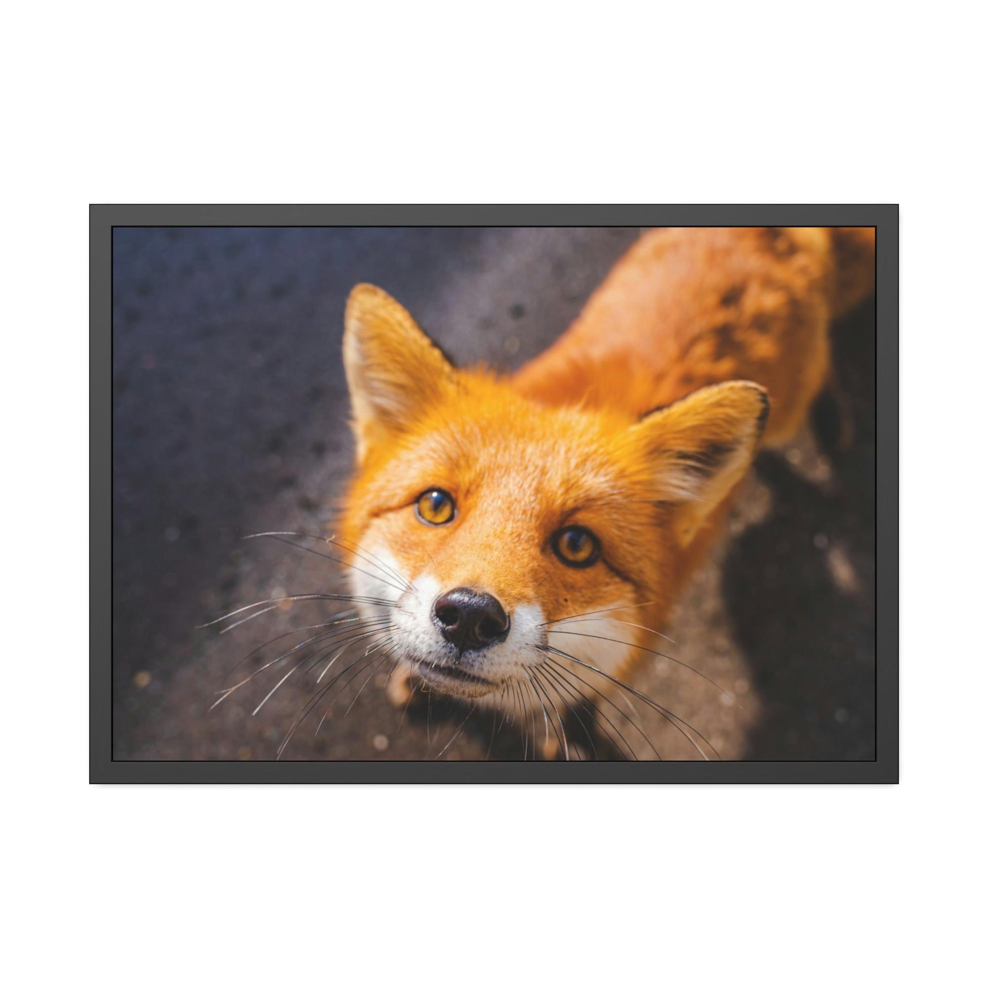 Fox The Mystic Fox: A Mysterious Enigma of the Natural World