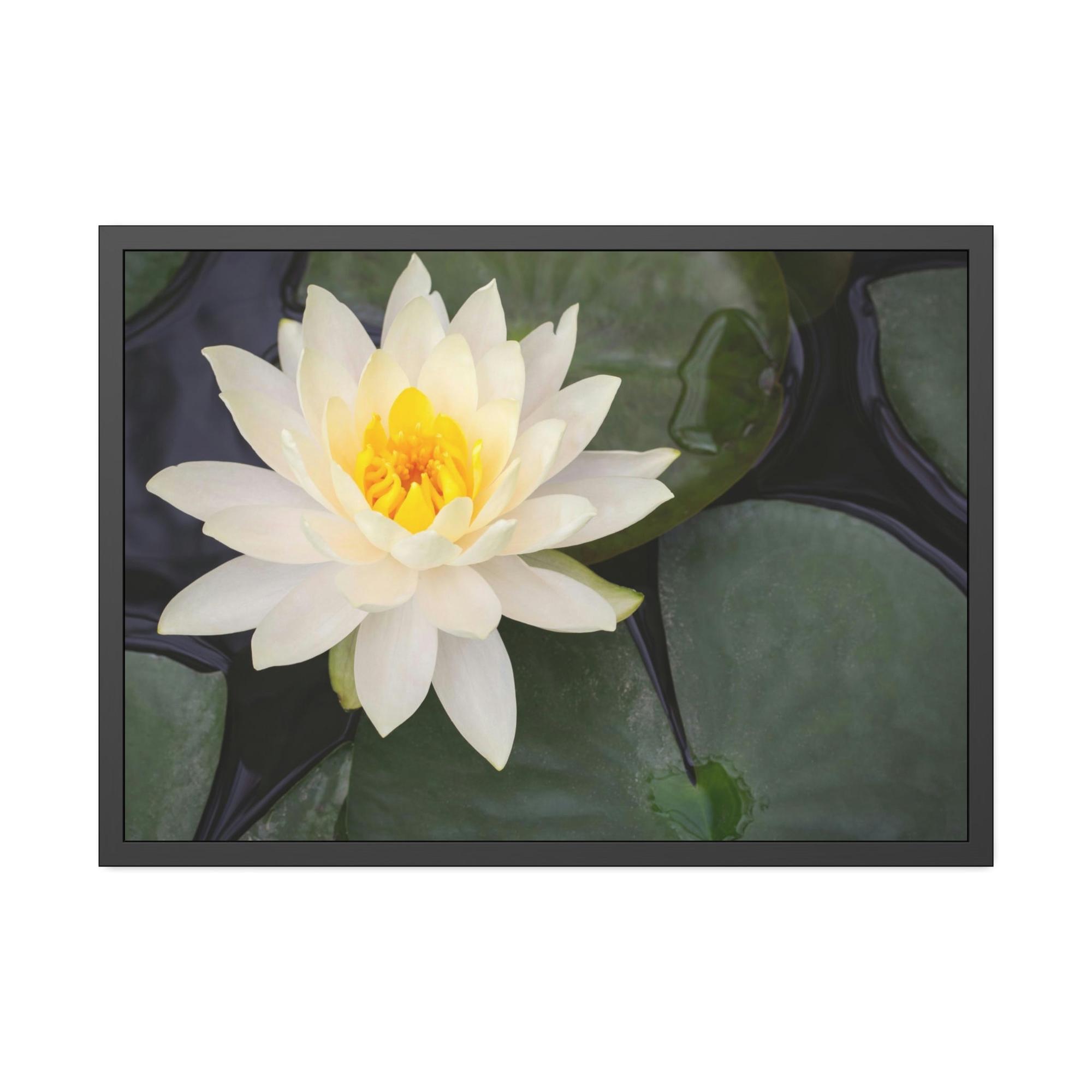 Lilies & Waterlily Lily Serenade: A Symphony of Floral Beauty