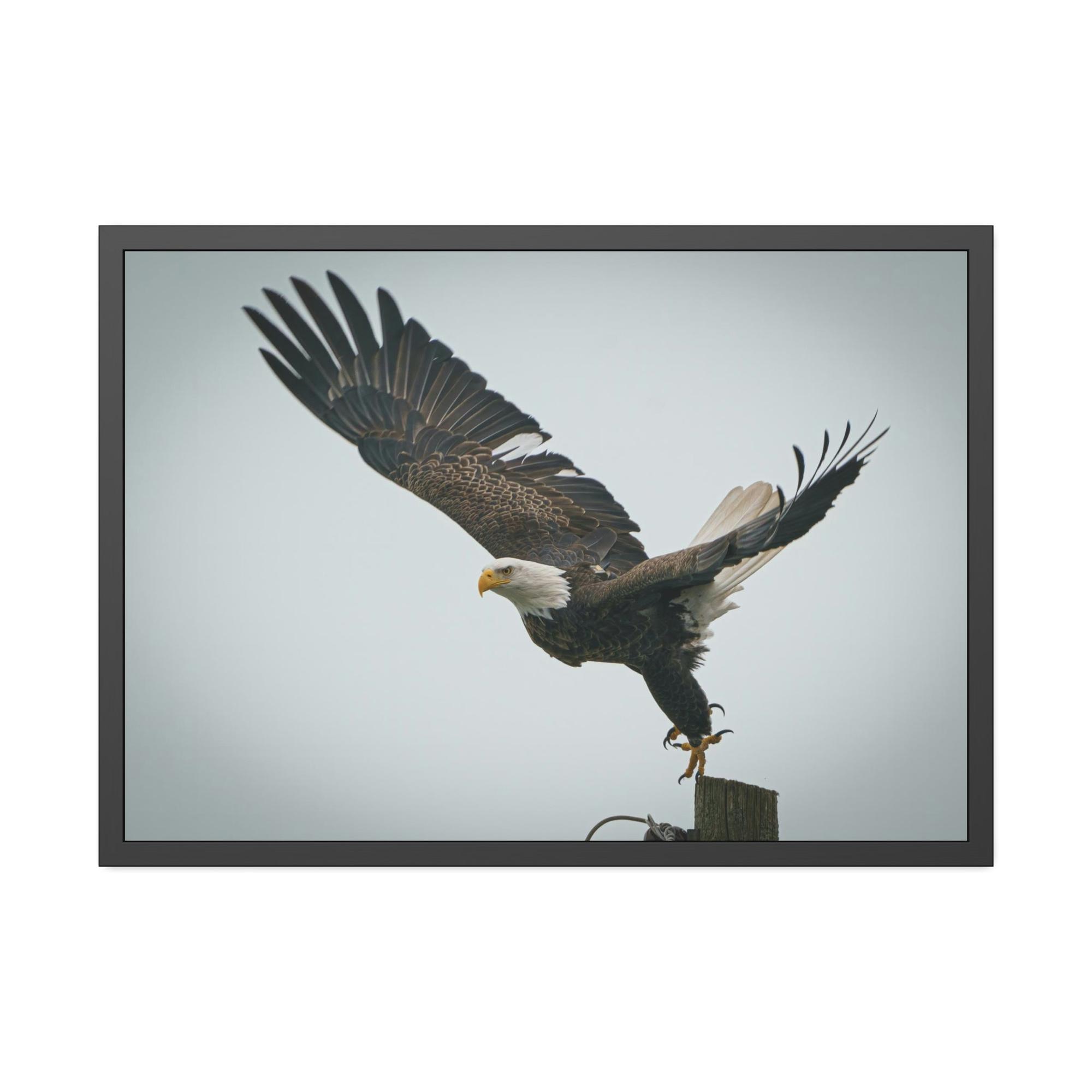 Eagles Eagle's Wings Unbound: Framed Canvas Embracing the Spirit of Freedom